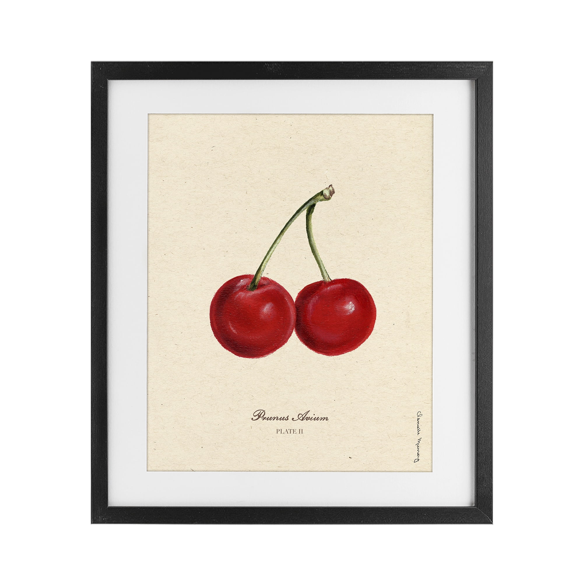 Stupell Industries Cherry Fruit Portrait Black Framed Print Under Glass, design by Danielle Murray