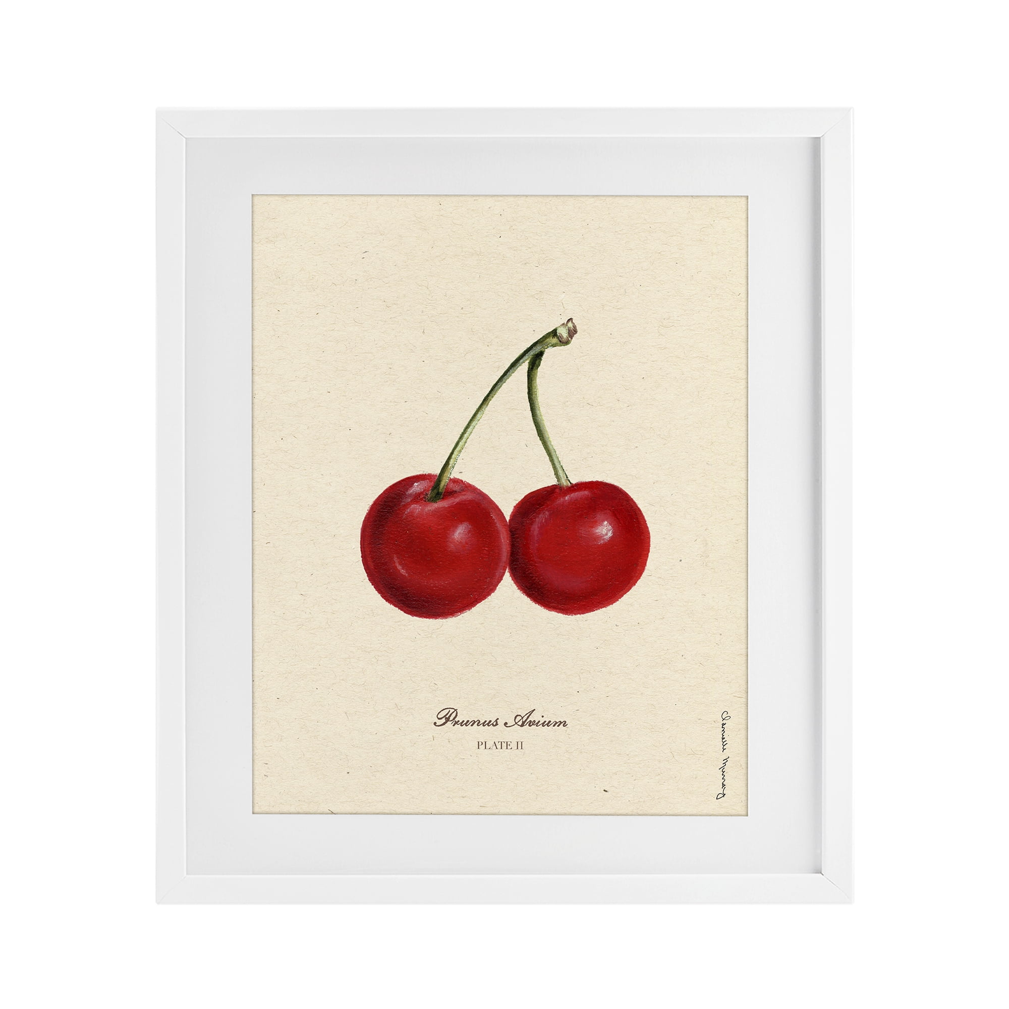 Stupell Industries Cherry Fruit Portrait White Framed Print Under Glass, design by Danielle Murray