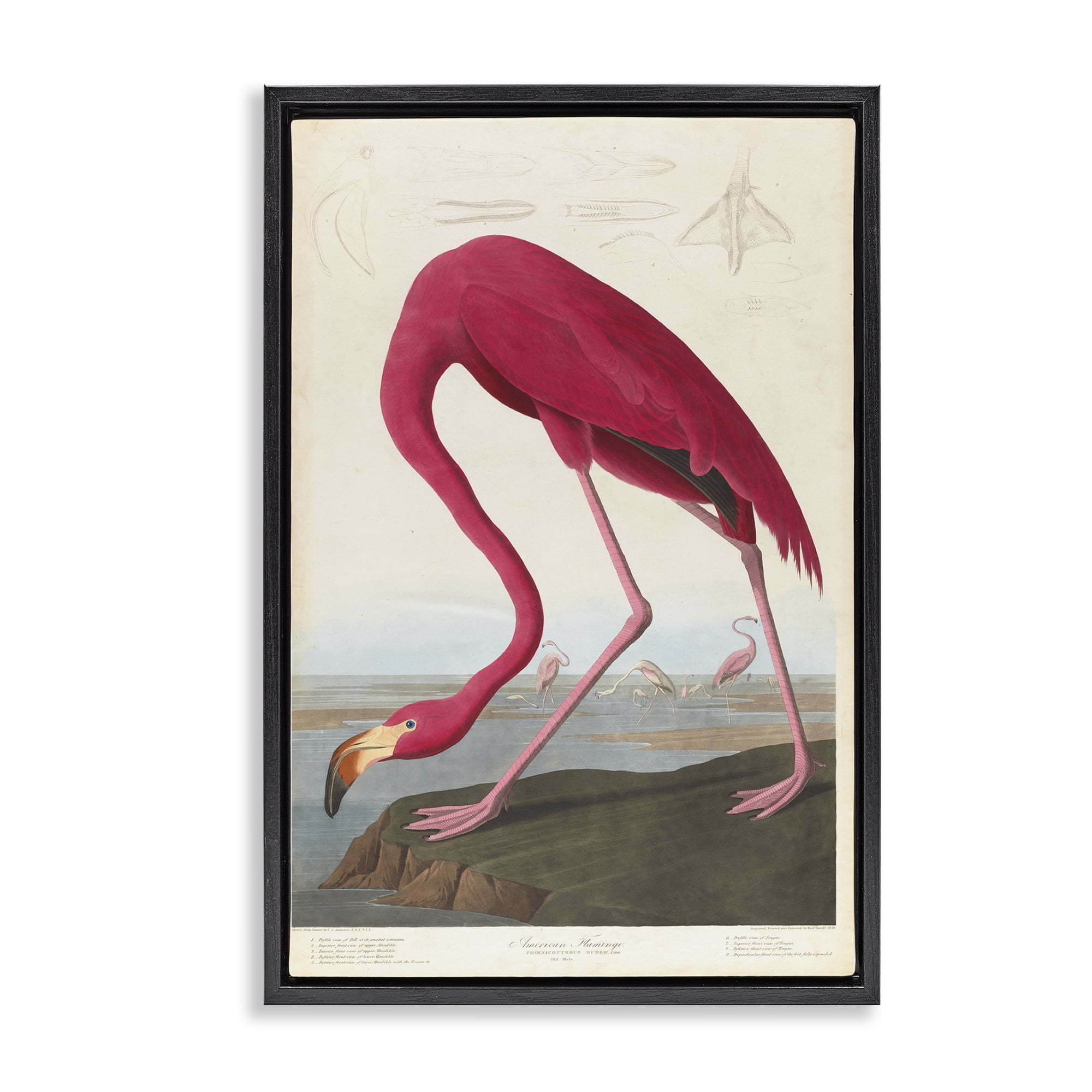 Stupell Industries Classic American Flamingo Animals Painting Black Floater Framed Canvas Art Print Wall Art, 21 x 31