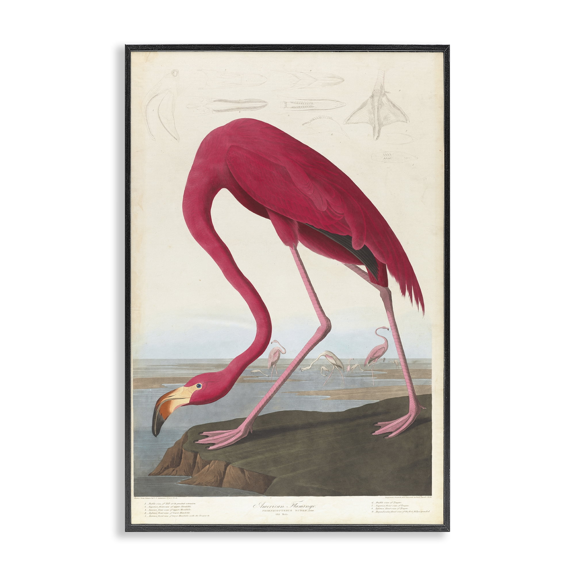 Stupell Industries Classic American Flamingo Animals Painting Black Framed Art Print Wall Art, 20 x 30