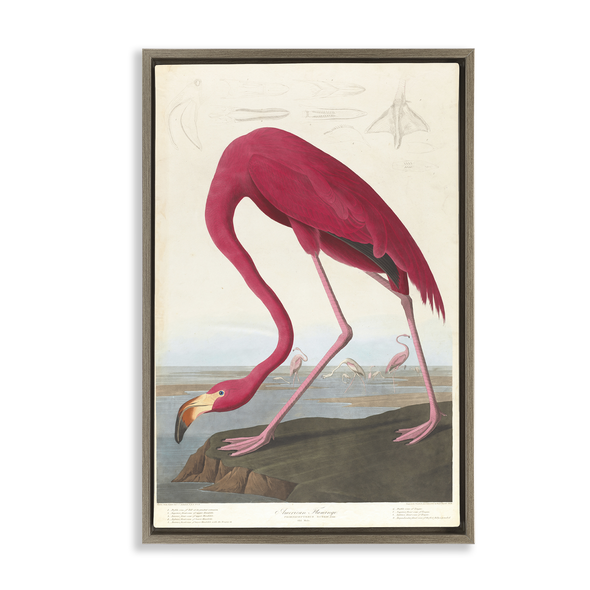 Stupell Industries Classic American Flamingo Animals Painting Brown Floater Framed Canvas Art Print Wall Art, 17 x 25