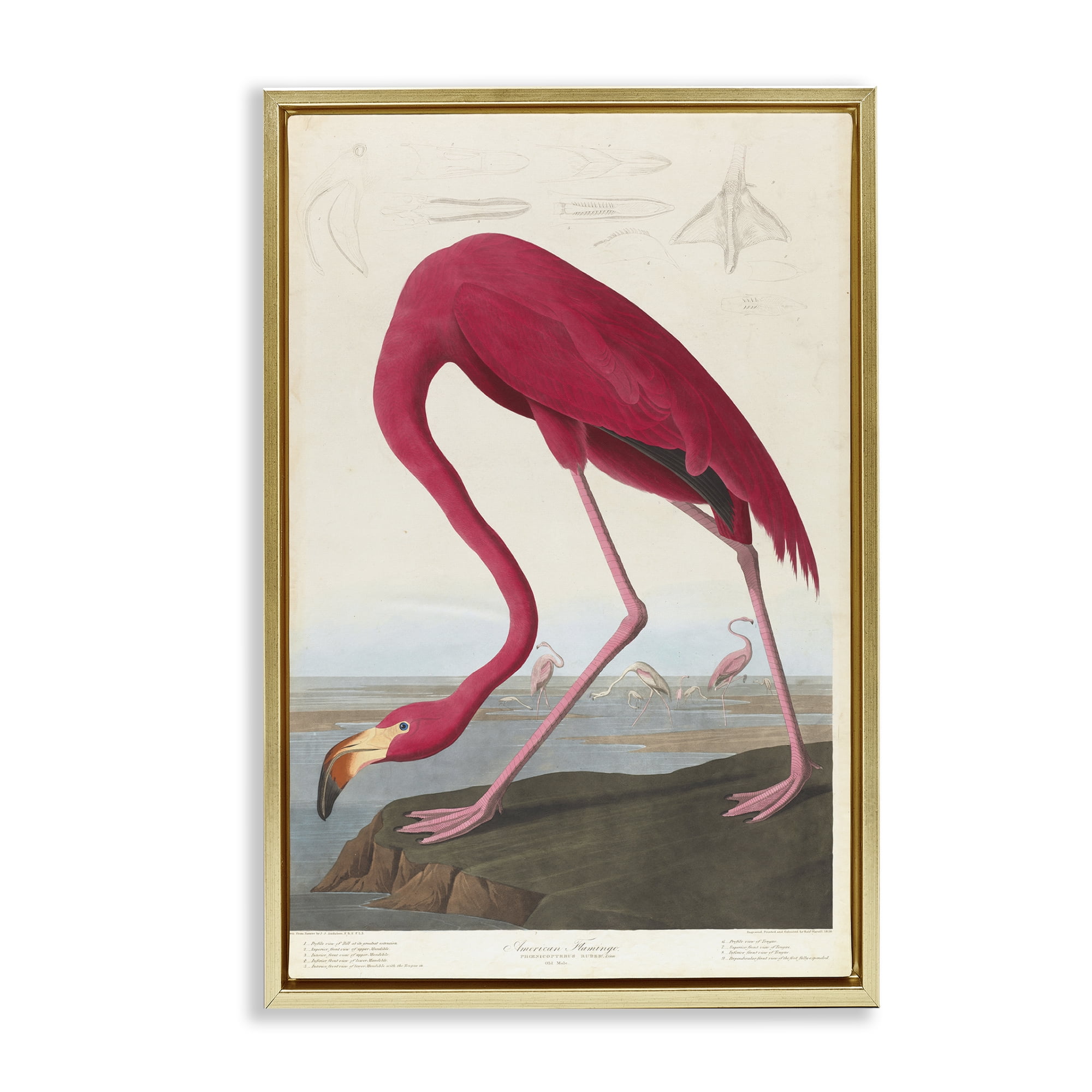 Stupell Industries Classic American Flamingo Animals Painting Gold Floater Framed Canvas Art Print Wall Art, 17 x 25