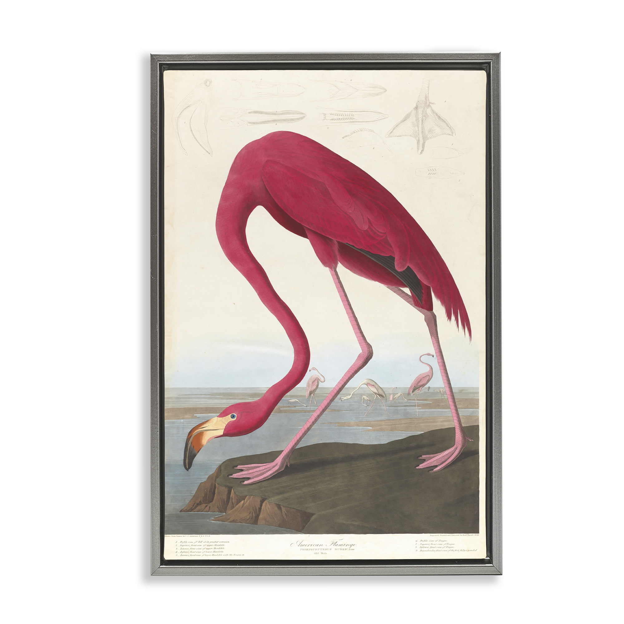 Stupell Industries Classic American Flamingo Animals Painting Gray Floater Framed Canvas Art Print Wall Art, 17 x 25
