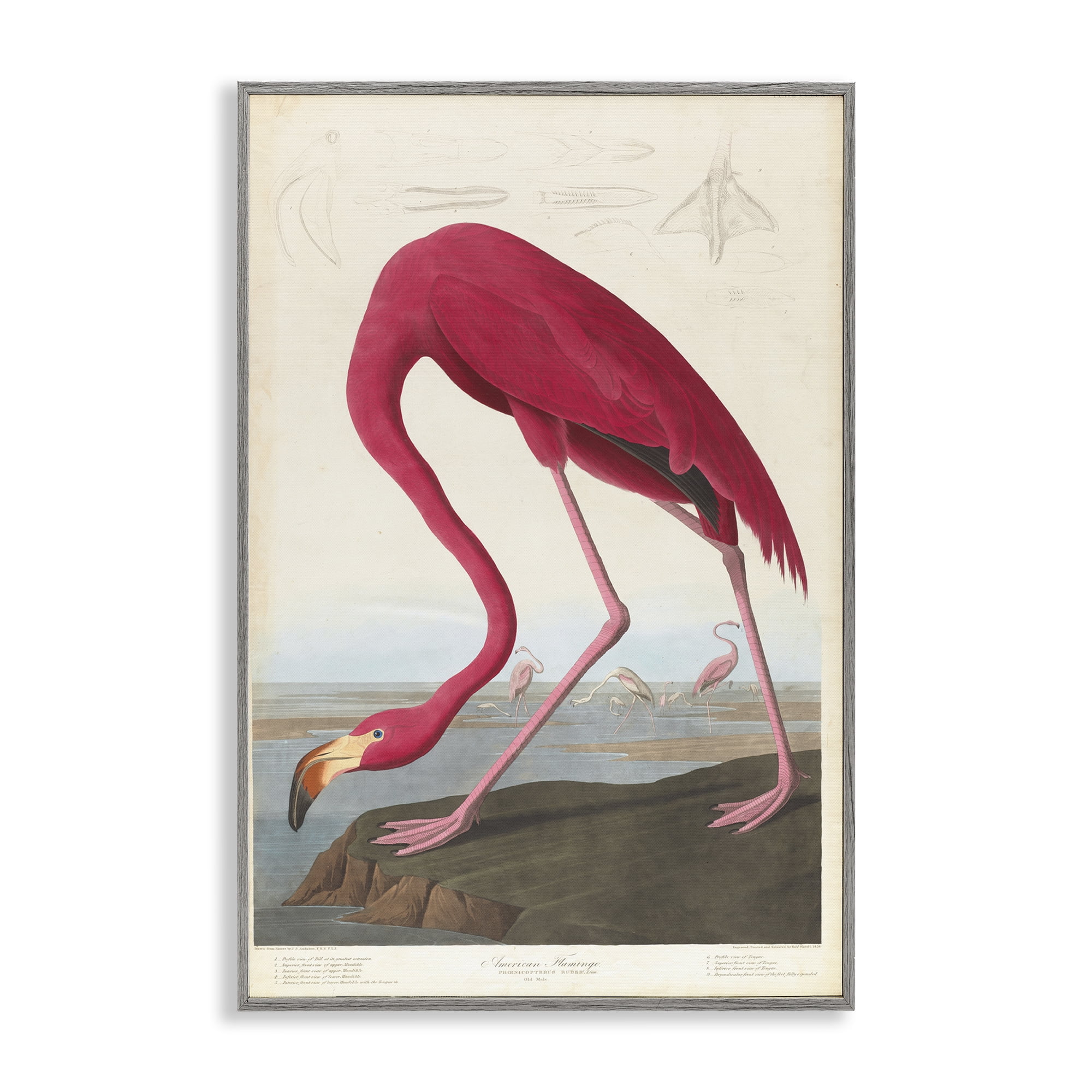 Stupell Industries Classic American Flamingo Animals Painting Gray Framed Art Print Wall Art, 12 x 18