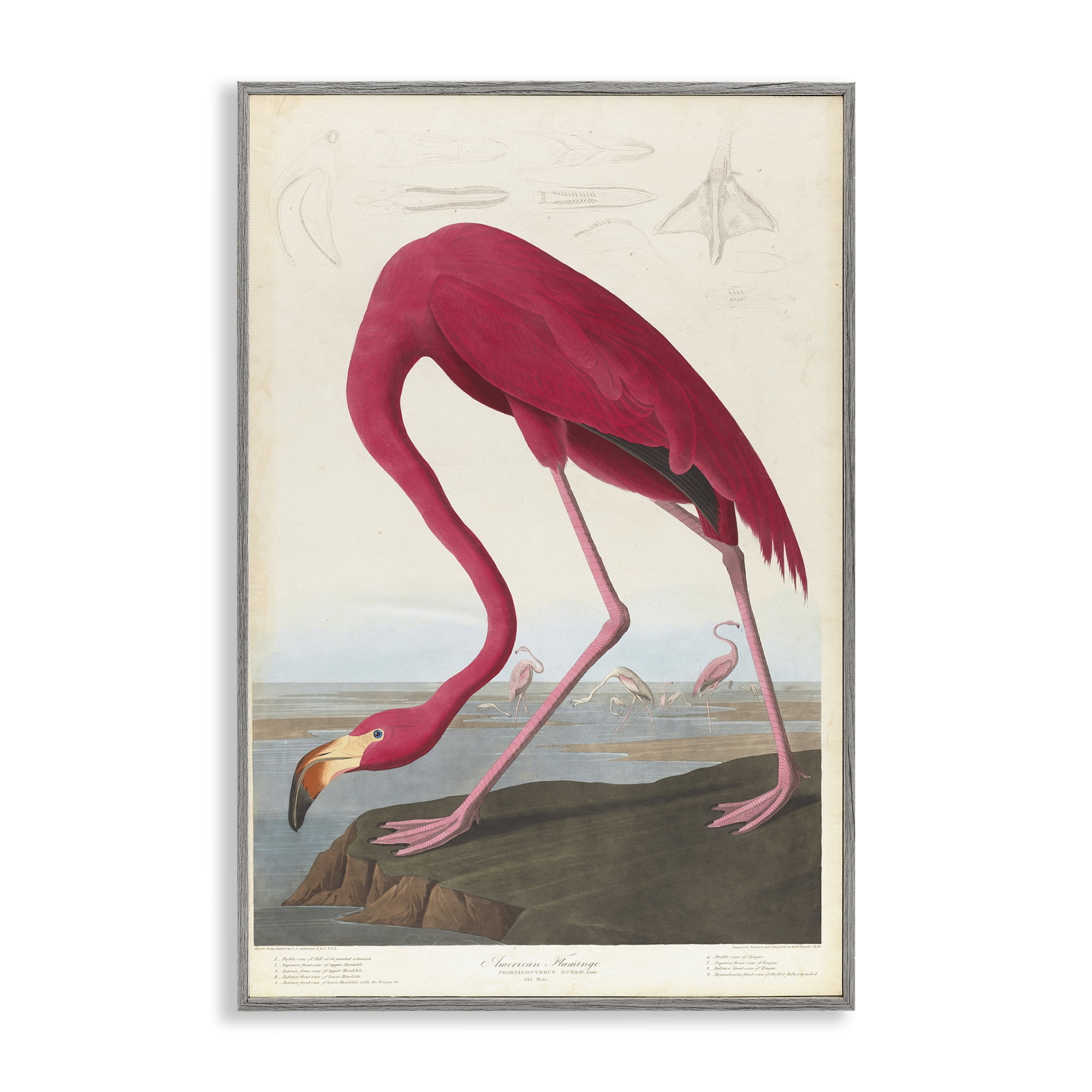 Stupell Industries Classic American Flamingo Animals Painting Gray Framed Art Print Wall Art, 20 x 30
