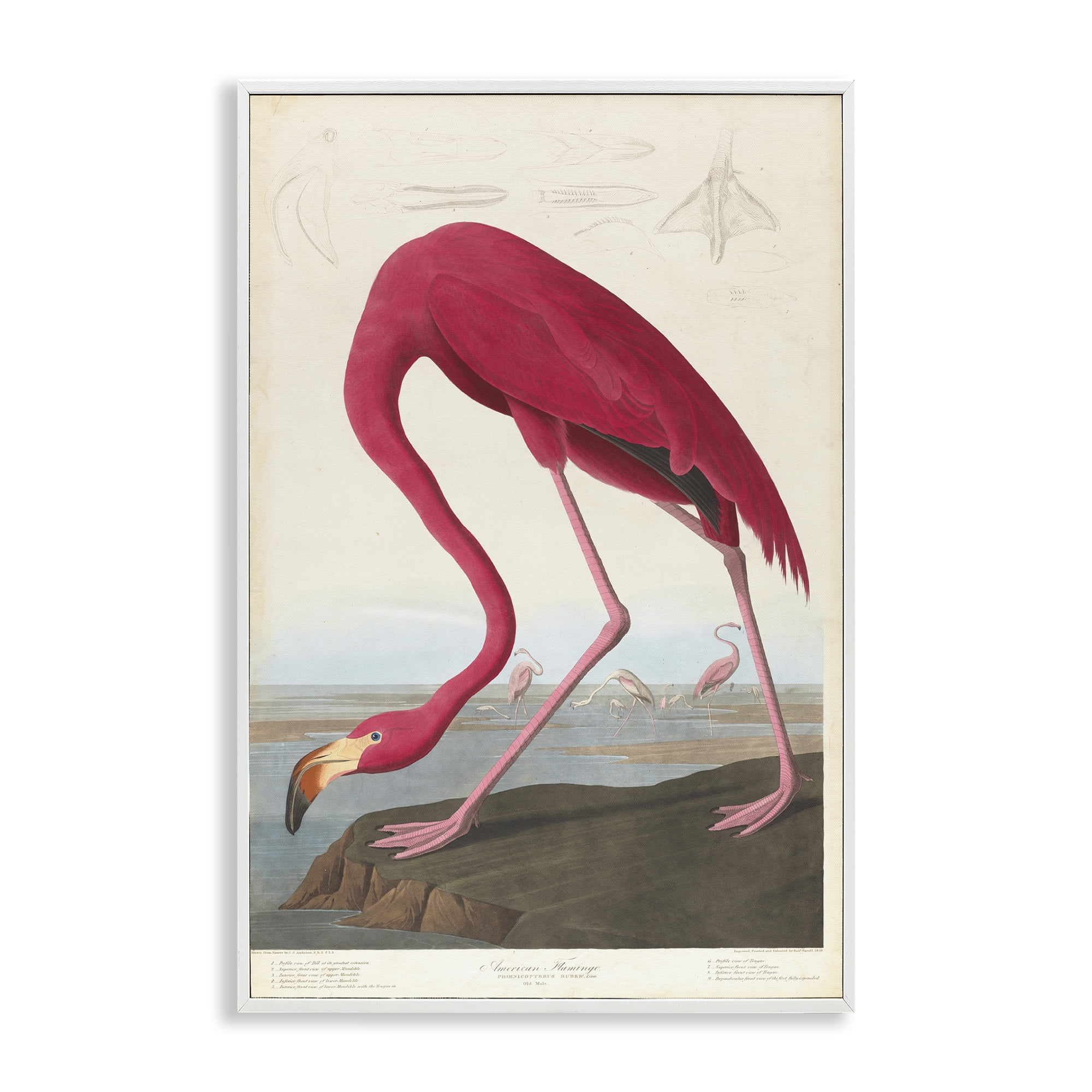 Classic American Flamingo White Framed Giclee Art, 12 x 18