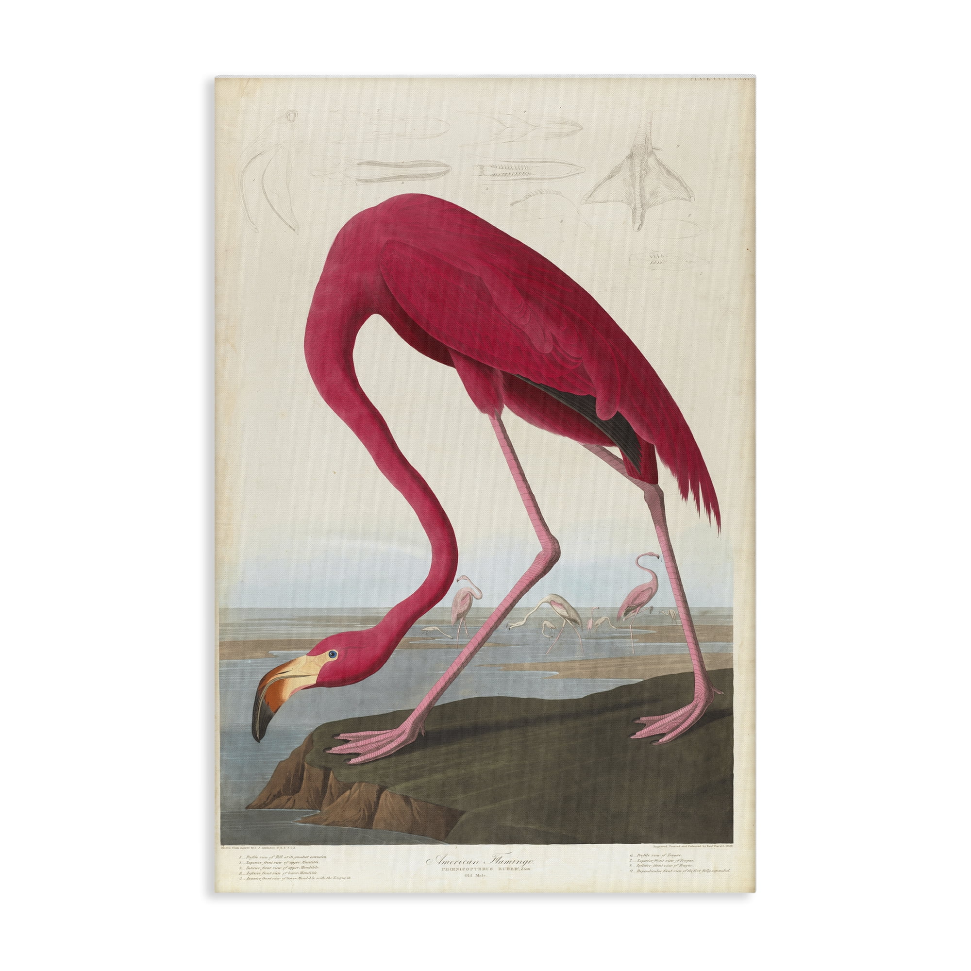 Stupell Industries Classic American Flamingo Animals Painting Wrapped Canvas Art Print Wall Art, 20 x 30