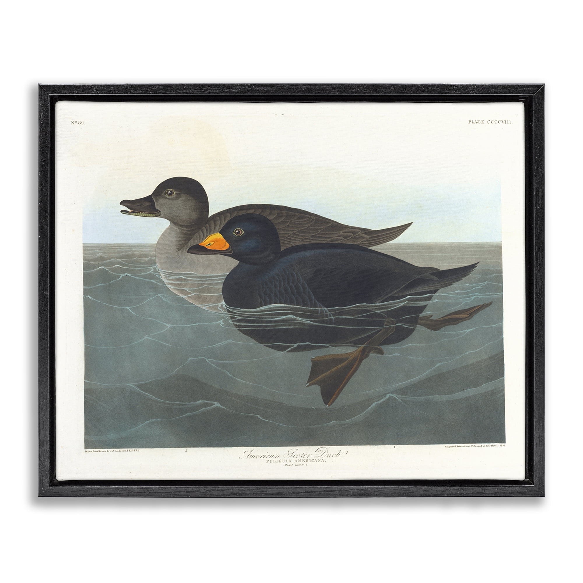 Stupell Industries Classic American Scoter Duck Animals Painting Black Floater Framed Canvas Art Print Wall Art, 31 x 25