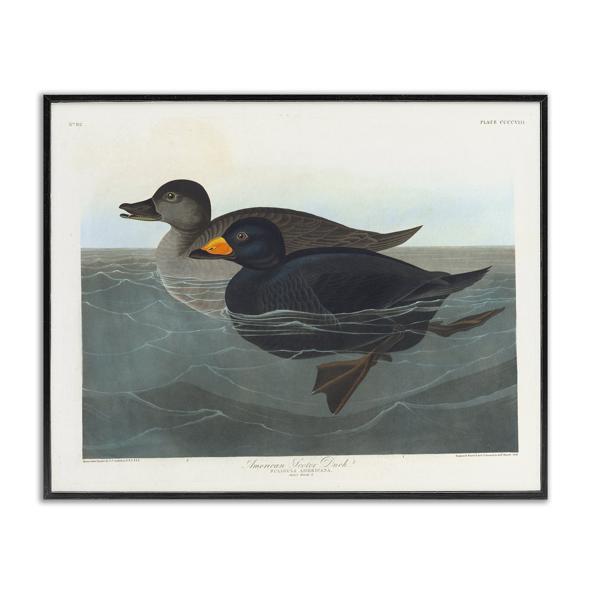 Stupell Industries Classic American Scoter Duck Animals Painting Black Framed Art Print Wall Art, 20 x 16