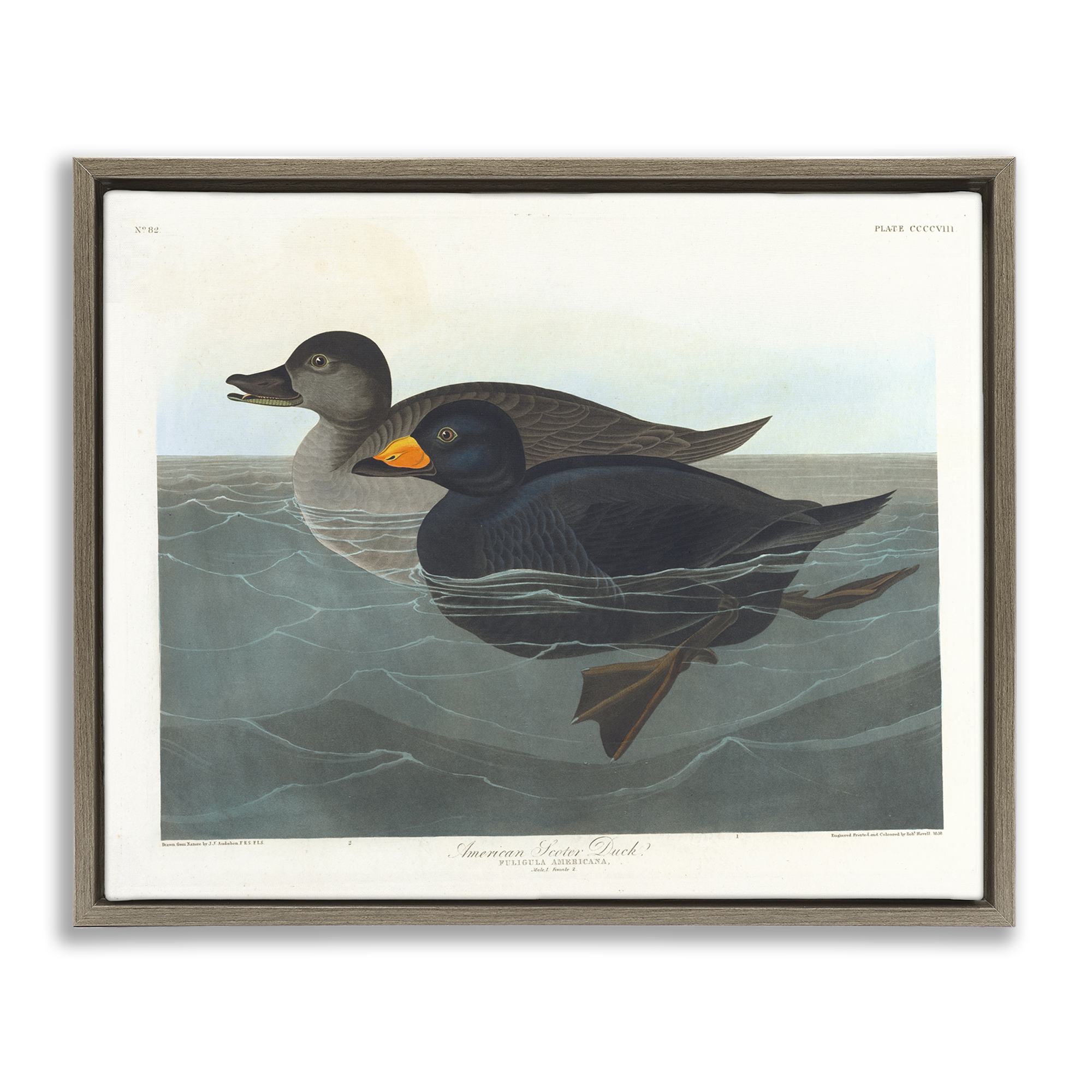 Stupell Industries Classic American Scoter Duck Animals Painting Brown Floater Framed Canvas Art Print Wall Art, 31 x 25