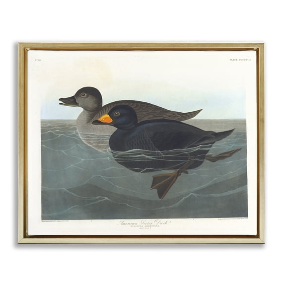 Stupell Industries Classic American Scoter Duck Animals Painting Gold Floater Framed Canvas Art Print Wall Art, 21 x 17