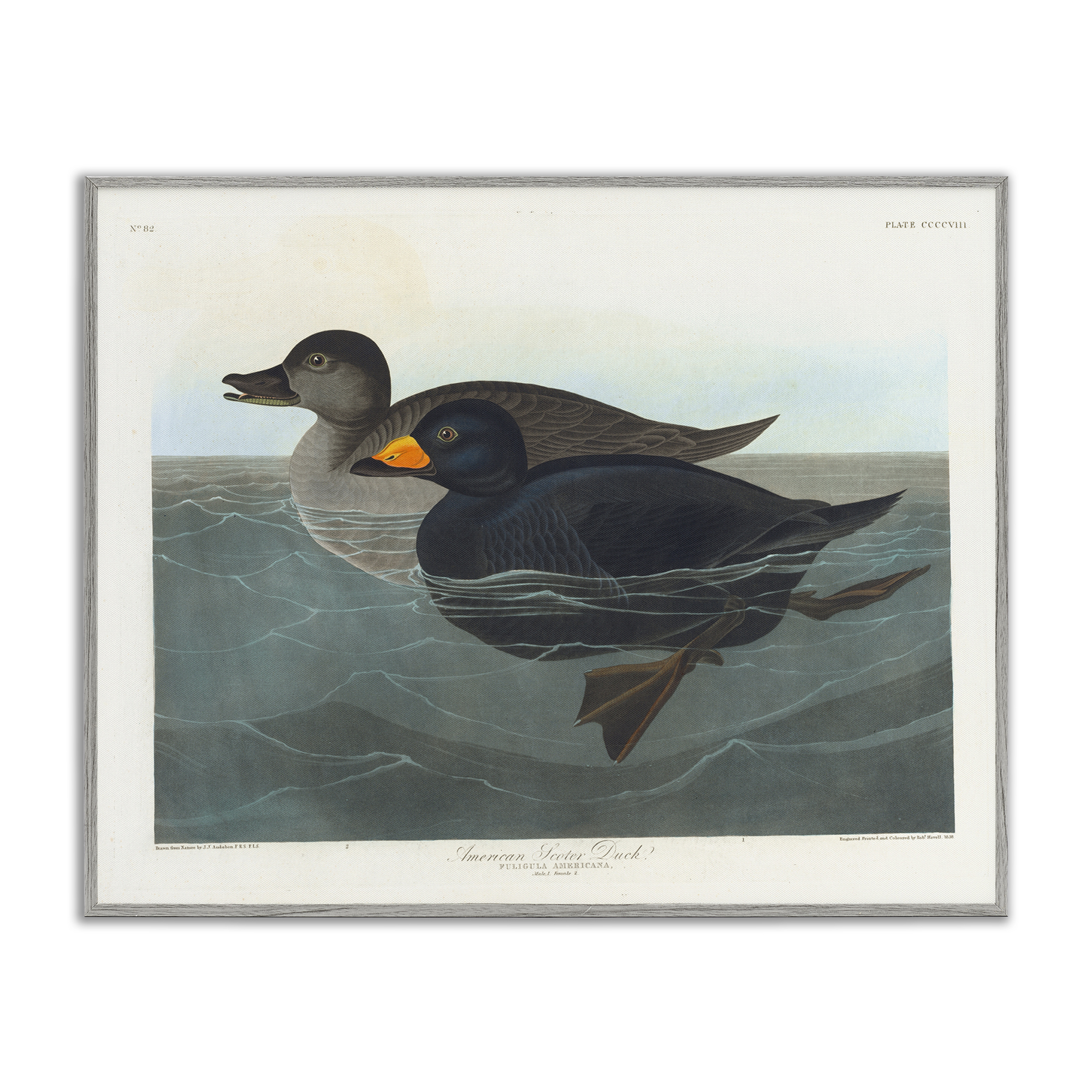 Stupell Industries Classic American Scoter Duck Animals Painting Gray Framed Art Print Wall Art, 20 x 16