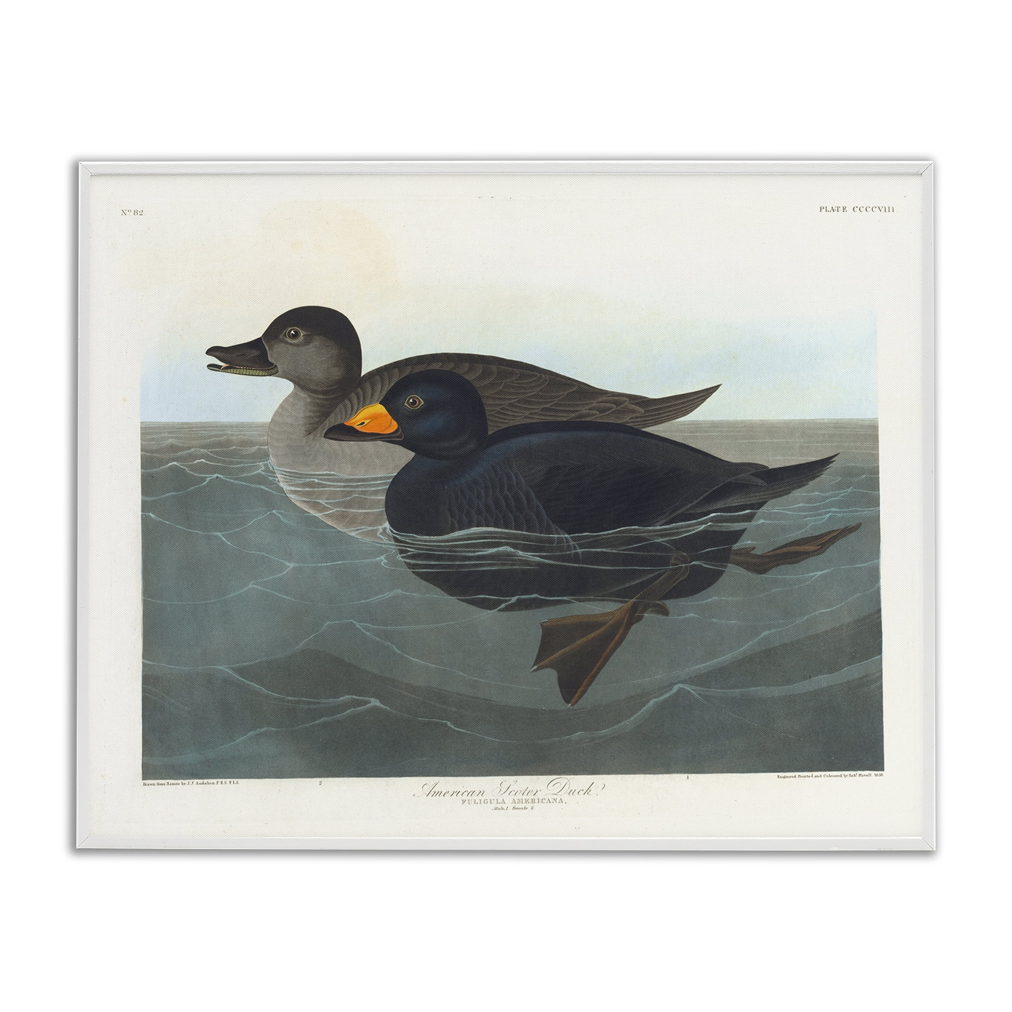 Stupell Industries Classic American Scoter Duck Animals Painting White Framed Art Print Wall Art, 20 x 16