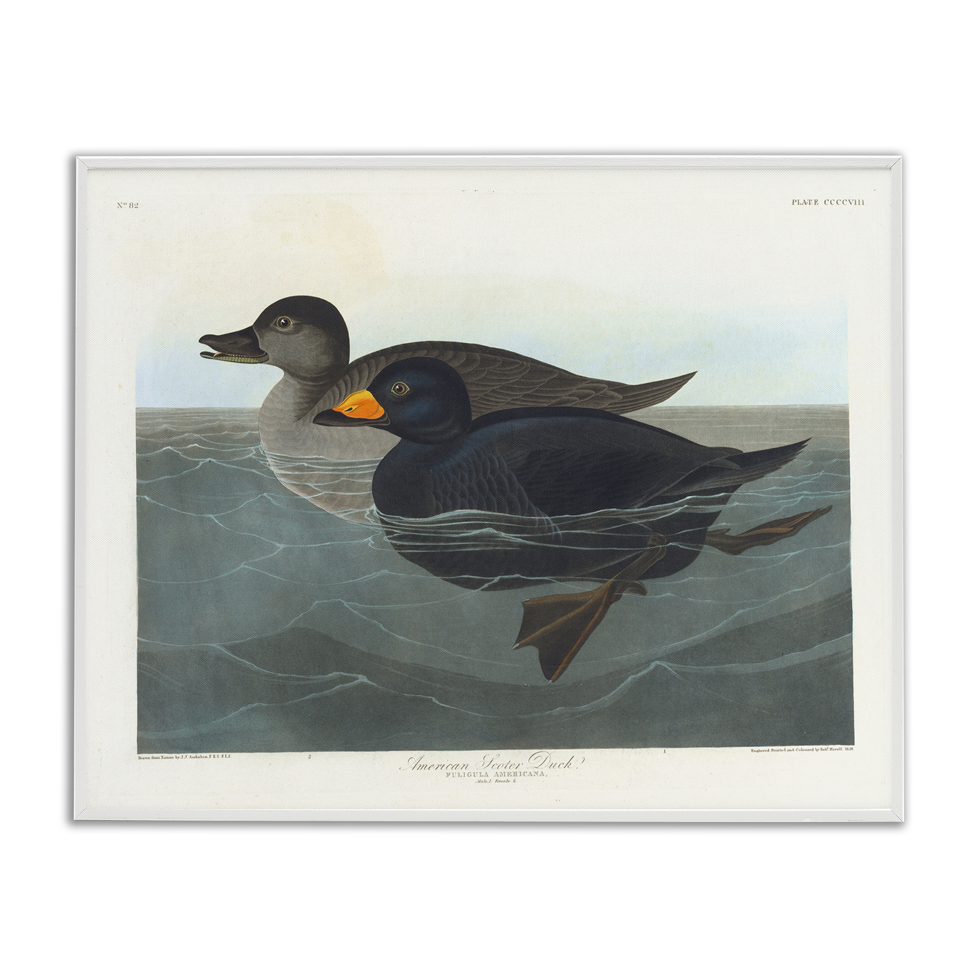 Stupell Industries Classic American Scoter Duck Animals Painting White Framed Art Print Wall Art, 30 x 24