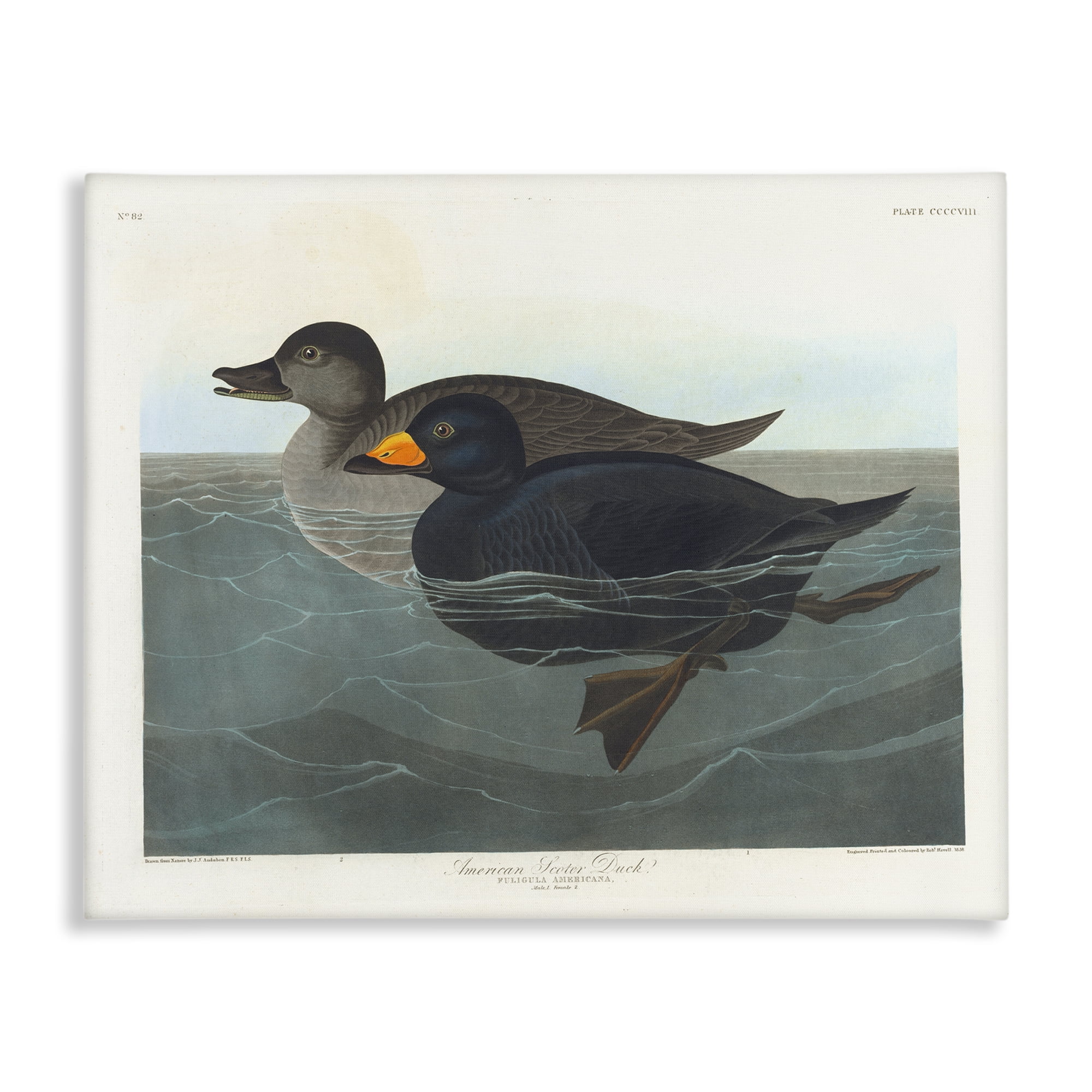 Stupell Industries Classic American Scoter Duck Animals Painting Wrapped Canvas Art Print Wall Art, 48 x 36