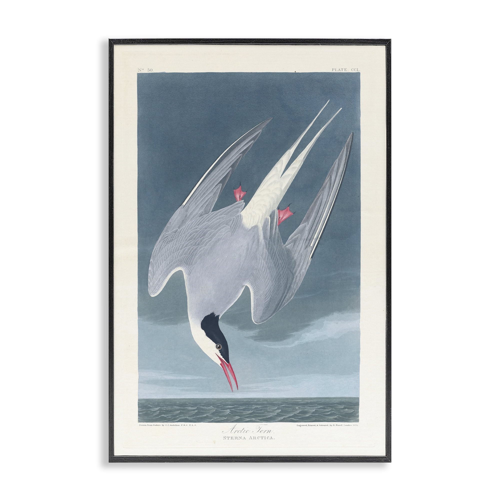 Stupell Industries Classic Arctic Tern Bird Animals Painting Black Framed Art Print Wall Art, 20 x 30