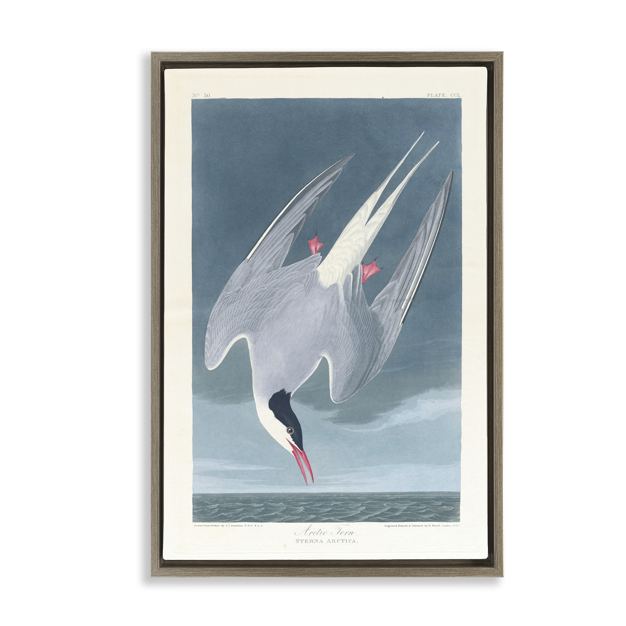 Stupell Industries Classic Arctic Tern Bird Animals Painting Brown Floater Framed Canvas Art Print Wall Art, 21 x 31