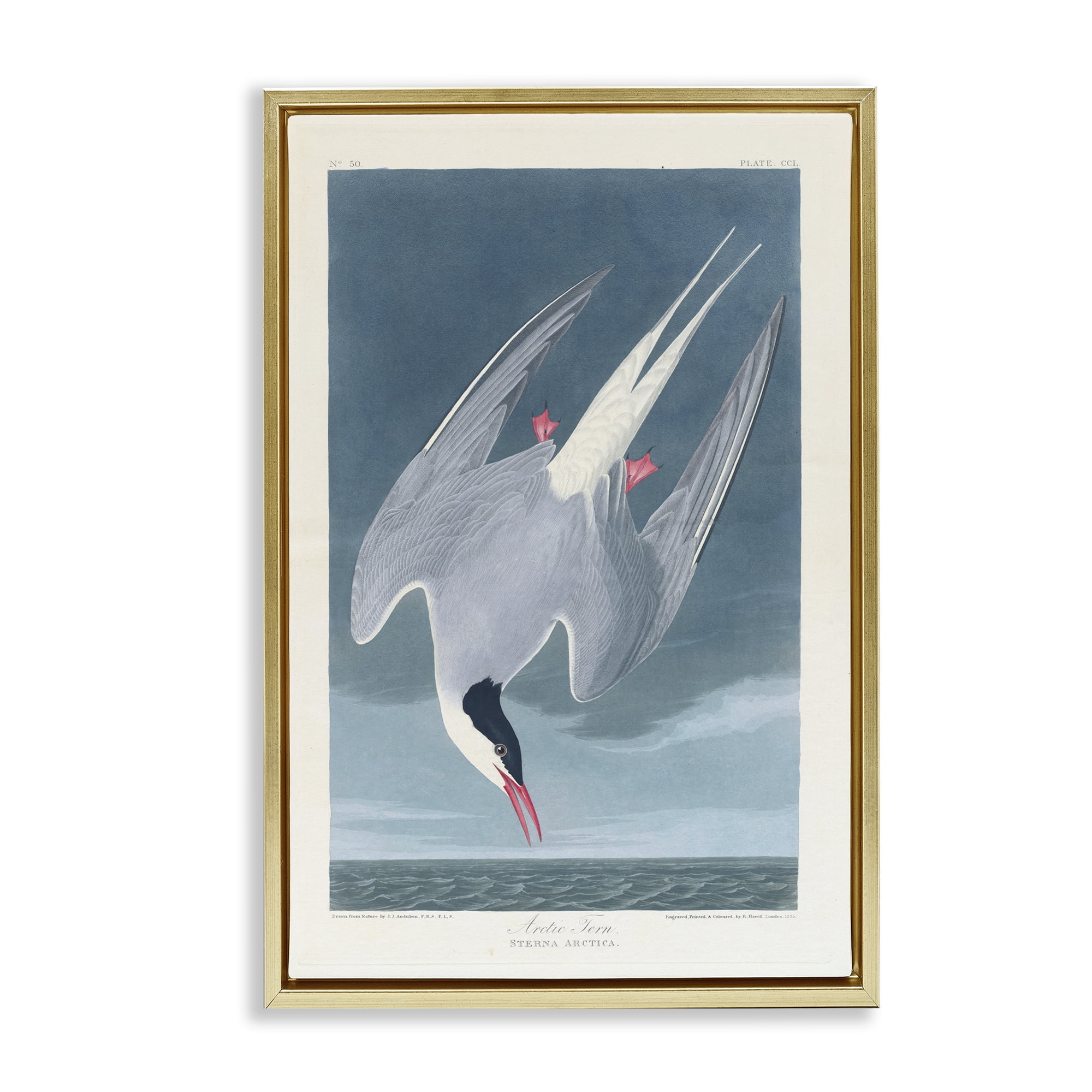 Stupell Industries Classic Arctic Tern Bird Animals Painting Gold Floater Framed Canvas Art Print Wall Art, 21 x 31
