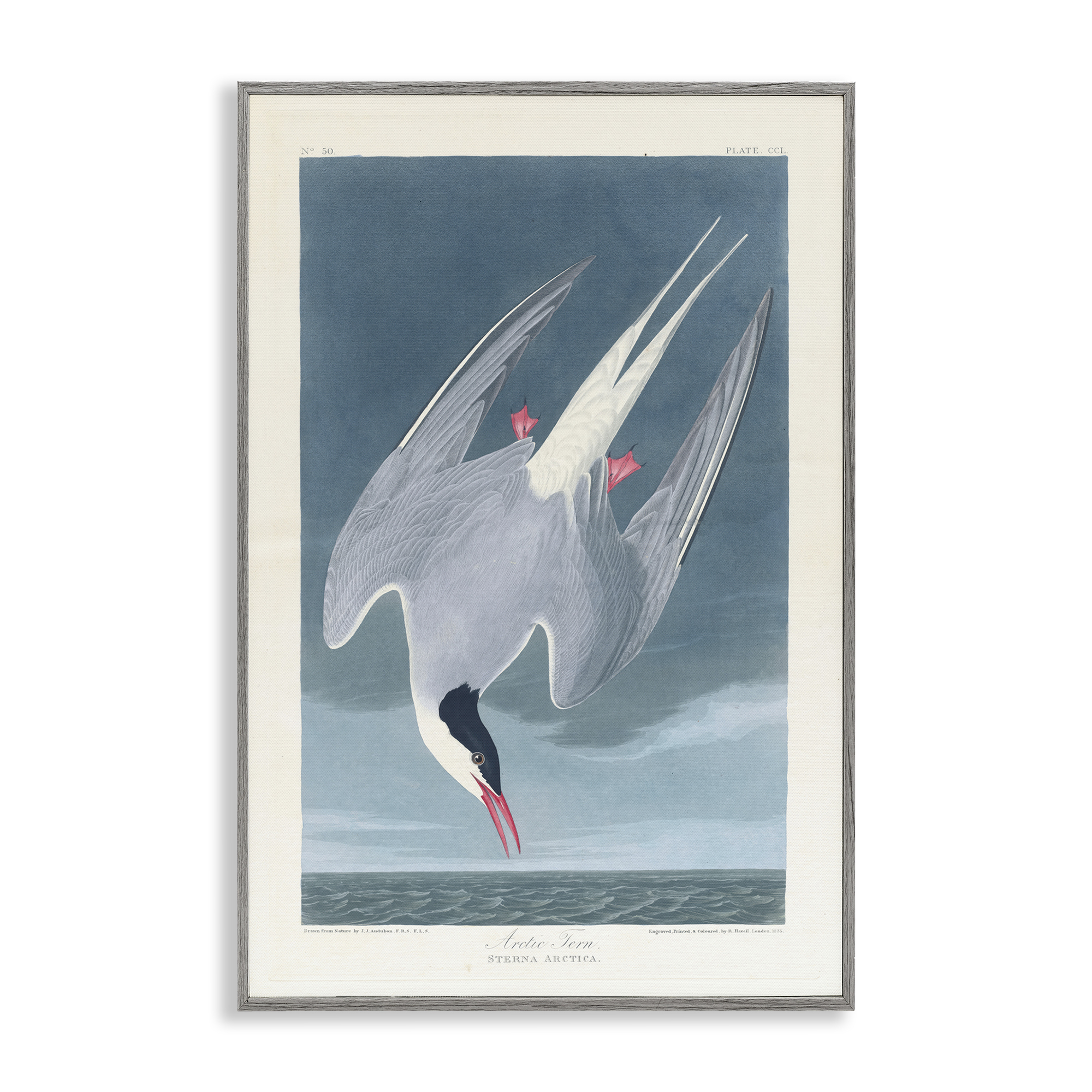 Stupell Industries Classic Arctic Tern Bird Animals Painting Gray Framed Art Print Wall Art, 20 x 30