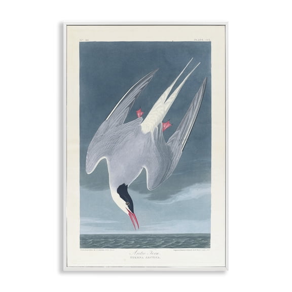 Stupell Industries Classic Arctic Tern Bird Animals Painting White Framed Art Print Wall Art, 12 x 18