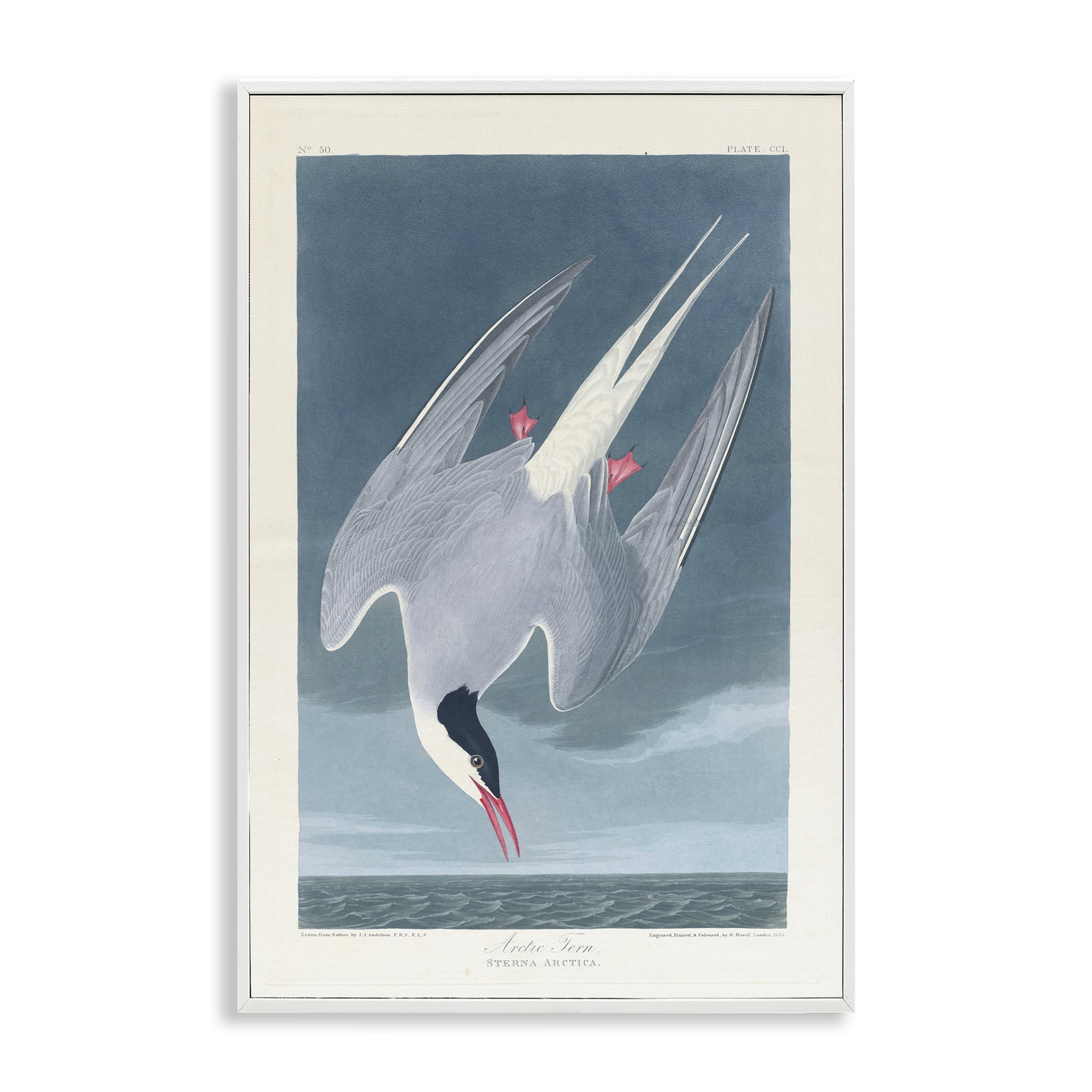 Stupell Industries Classic Arctic Tern Bird Animals Painting White Framed Art Print Wall Art, 16 x 24