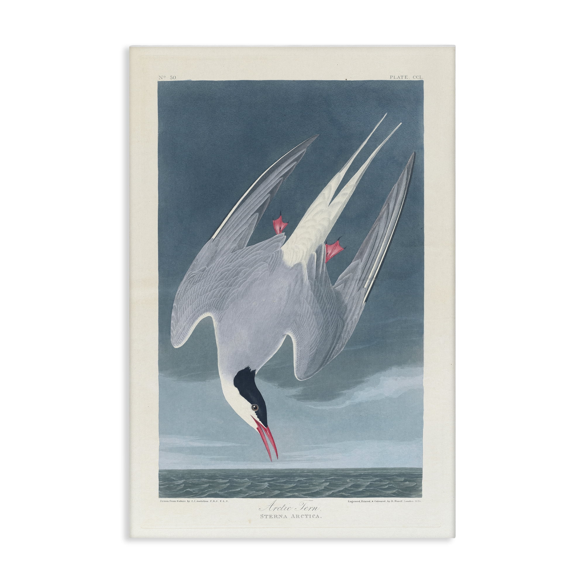 Stupell Industries Classic Arctic Tern Bird Animals Painting Wrapped Canvas Art Print Wall Art, 24 x 36