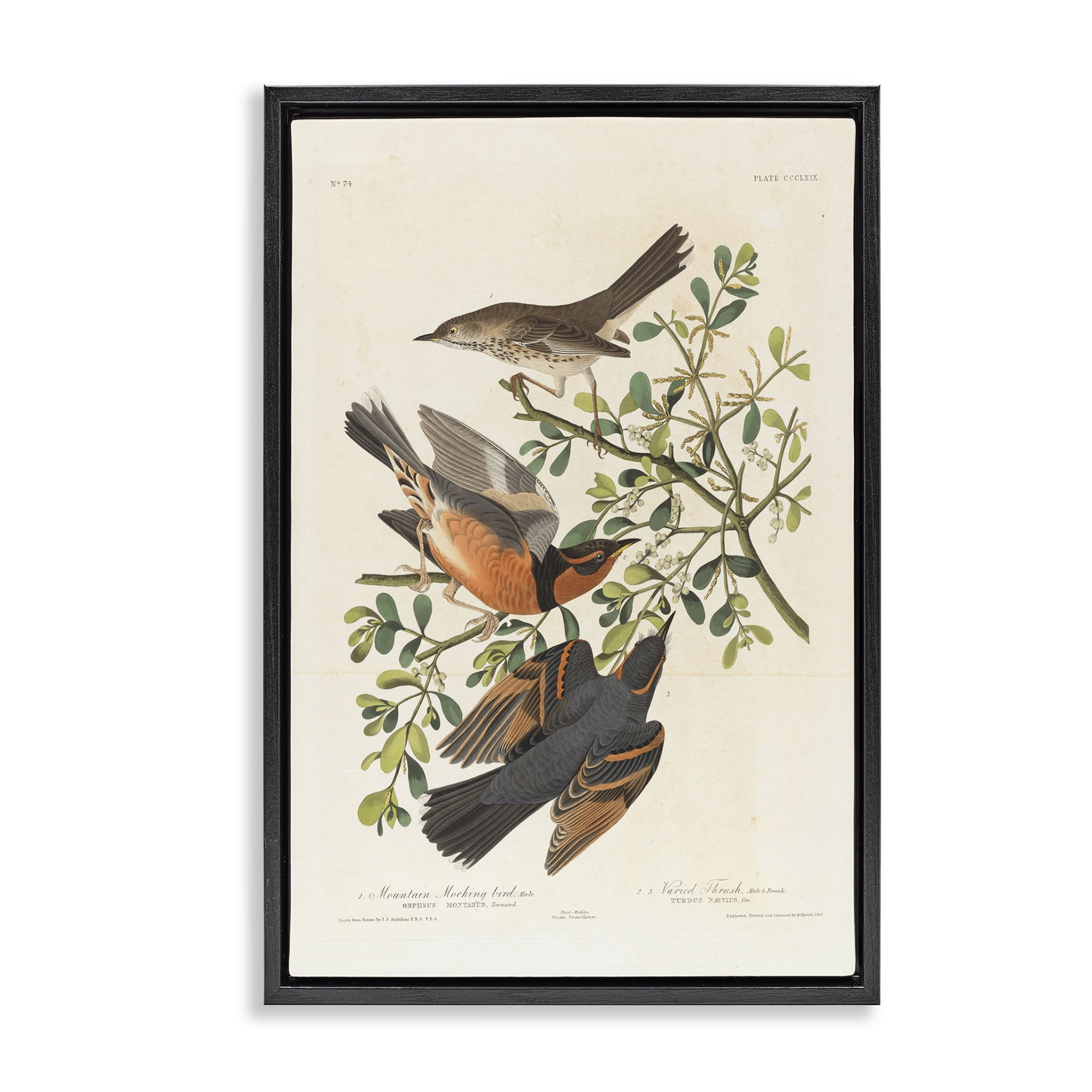 Stupell Industries Classic Audubon Bird Study Animals Painting Black Floater Framed Canvas Art Print Wall Art, 17 x 25