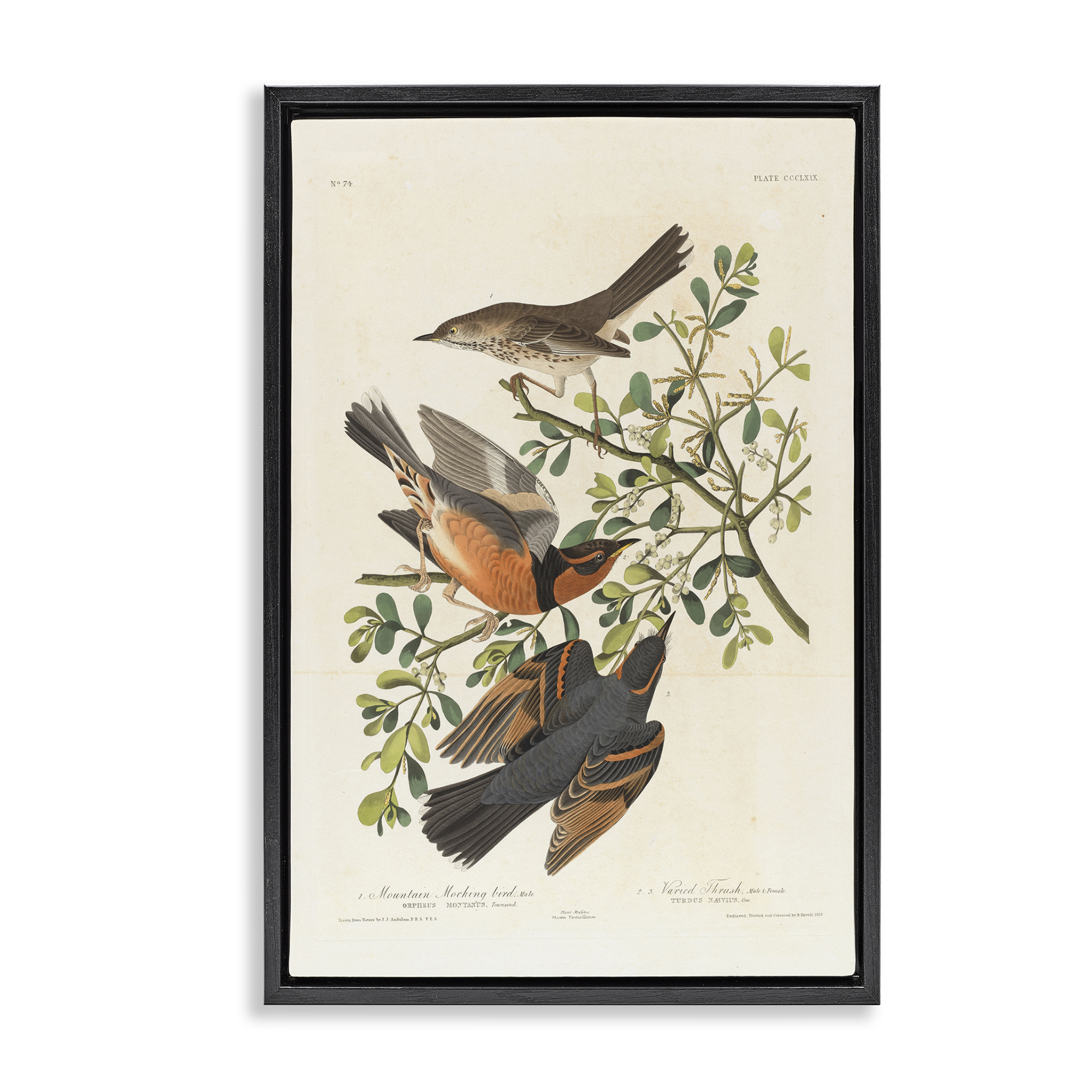 Stupell Industries Classic Audubon Bird Study Animals Painting Black Floater Framed Canvas Art Print Wall Art, 21 x 31