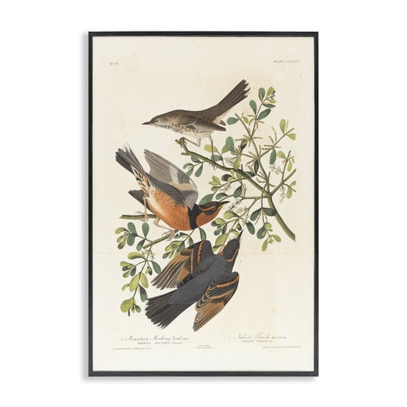 Stupell Industries Classic Audubon Bird Study Animals Painting Black Framed Art Print Wall Art, 20 x 30