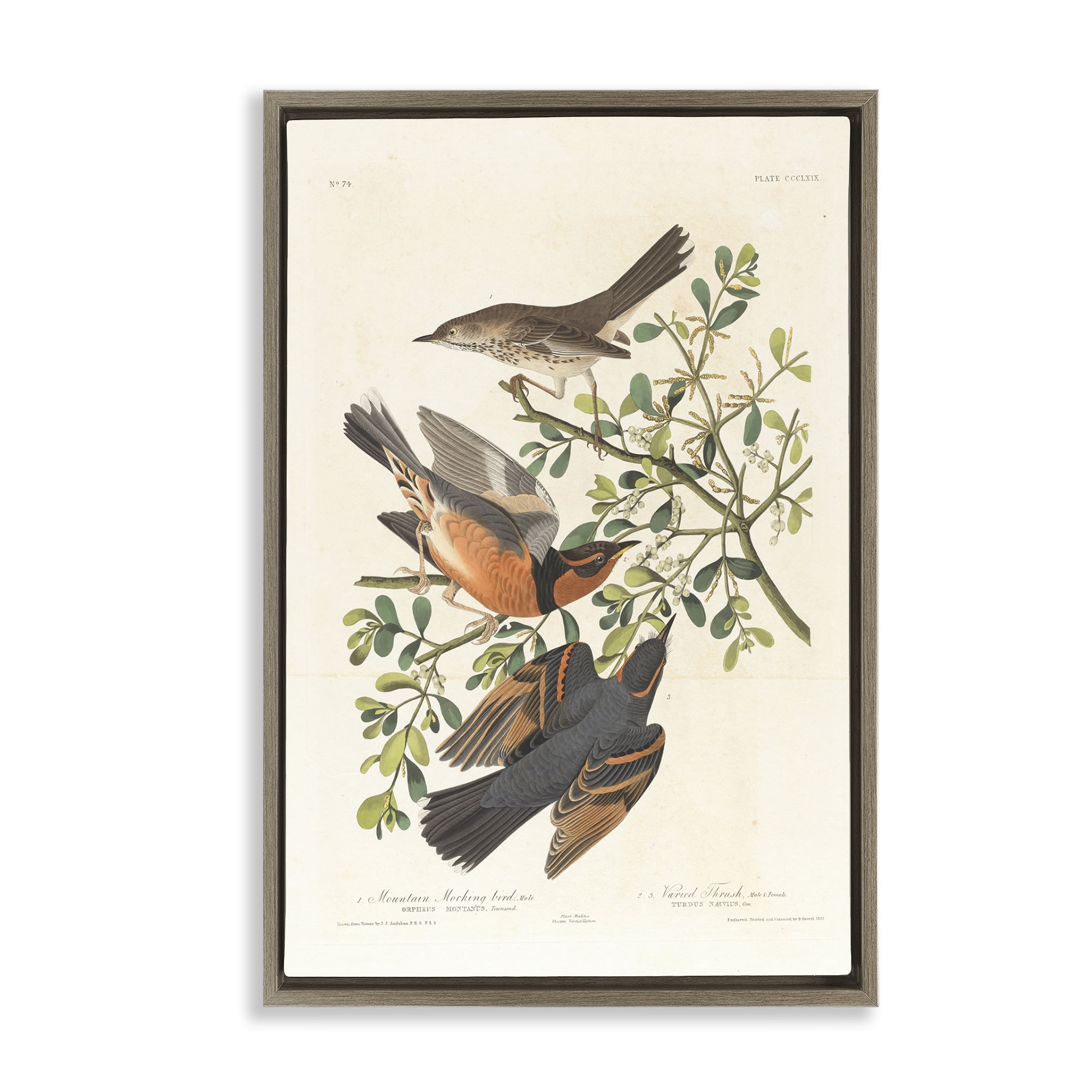 Stupell Industries Classic Audubon Bird Study Animals Painting Brown Floater Framed Canvas Art Print Wall Art, 21 x 31