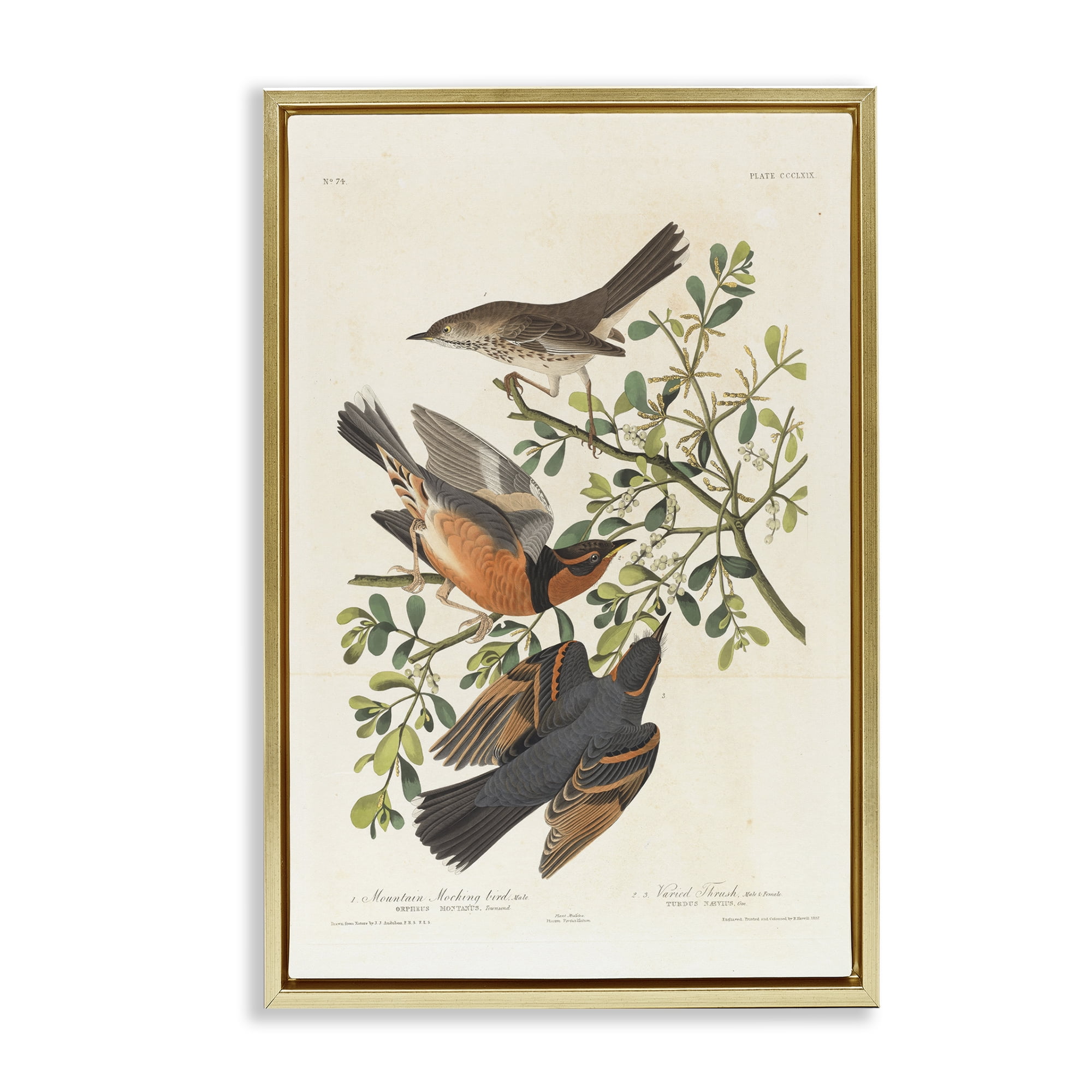 Stupell Industries Classic Audubon Bird Study Animals Painting Gold Floater Framed Canvas Art Print Wall Art, 21 x 31