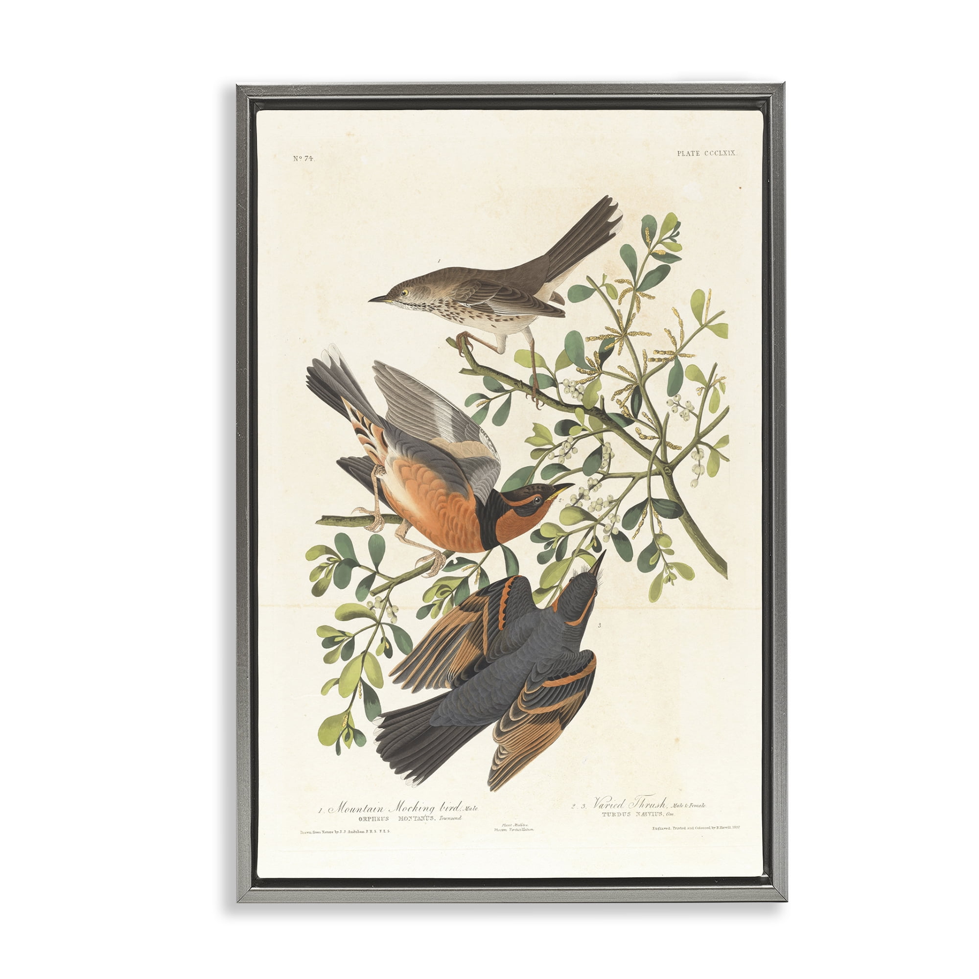 Stupell Industries Classic Audubon Bird Study Animals Painting Gray Floater Framed Canvas Art Print Wall Art, 17 x 25