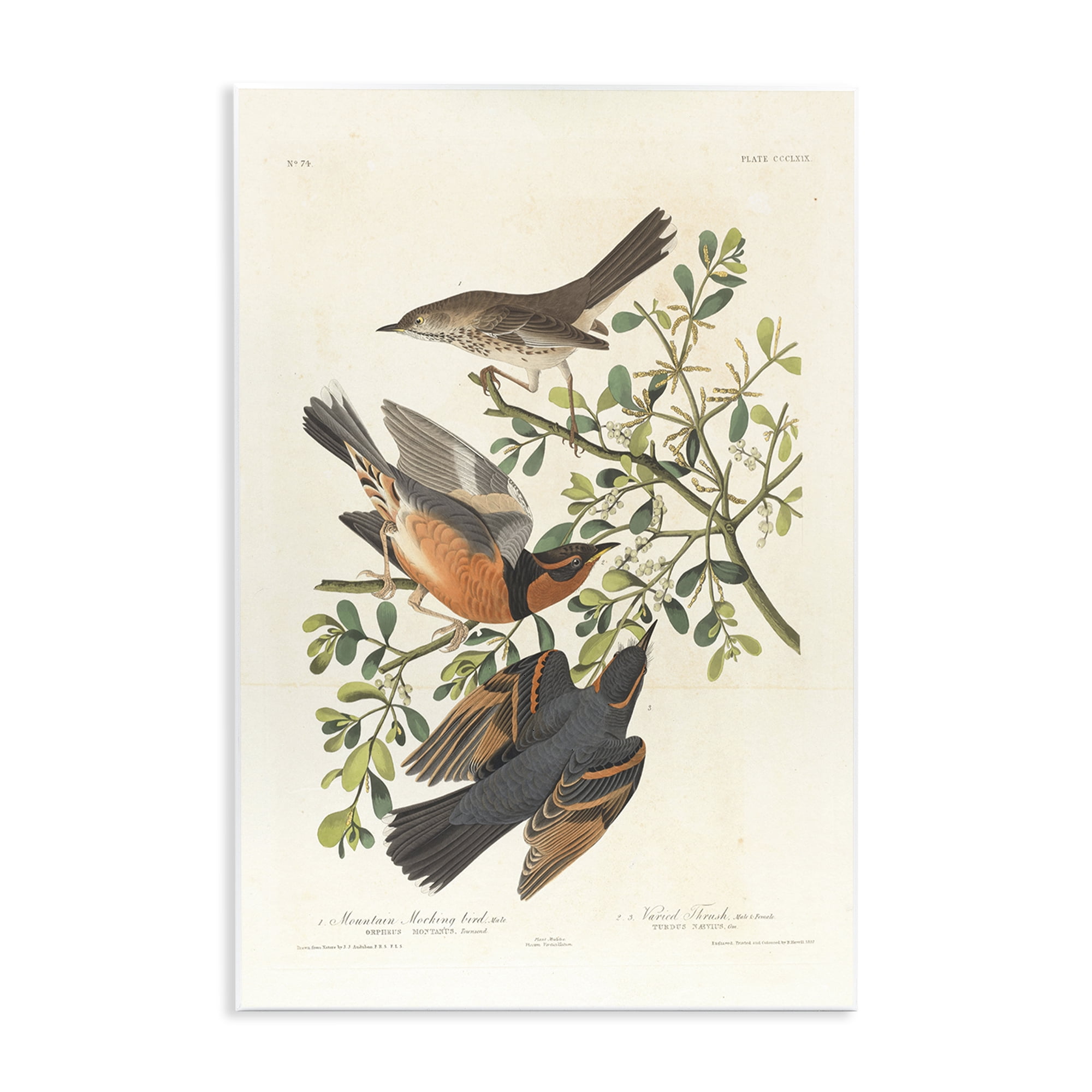 Stupell Industries Classic Audubon Bird Study Animals Painting Unframed Art Print Wall Art, 13 x 19