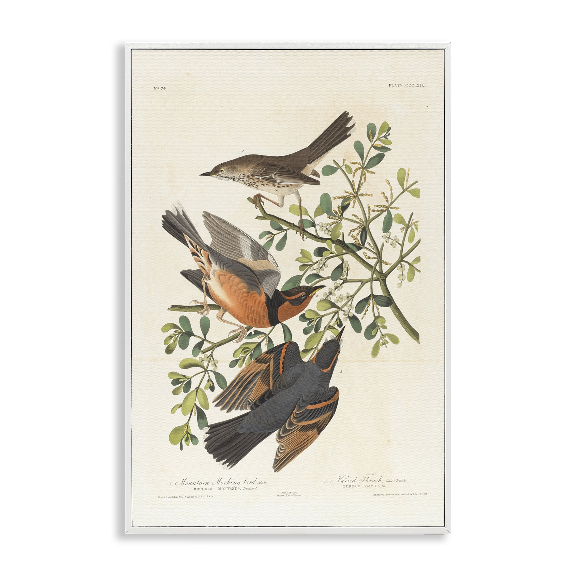 Stupell Industries Classic Audubon Bird Study Animals Painting White Framed Art Print Wall Art, 20 x 30
