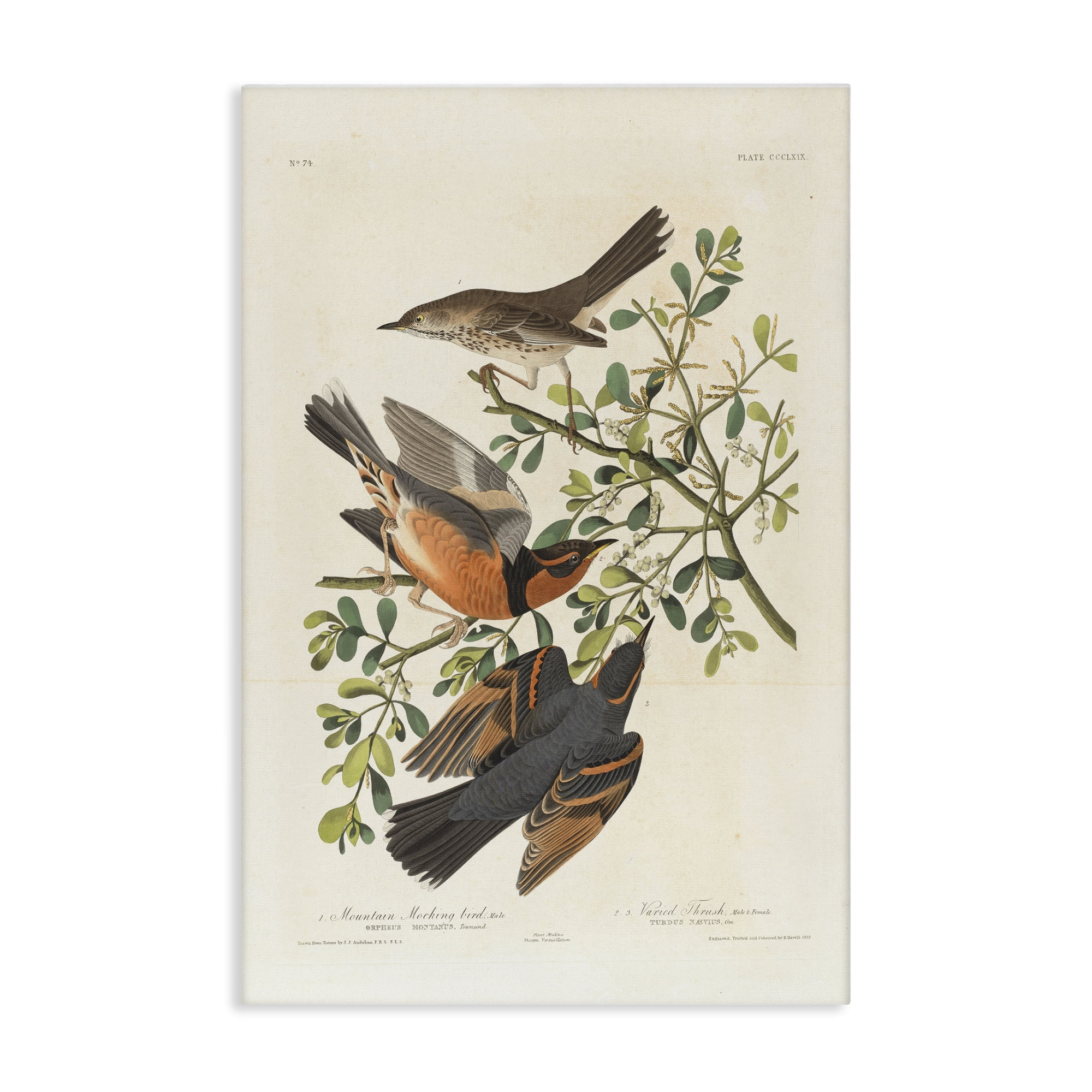 Stupell Industries Classic Audubon Bird Study Animals Painting Wrapped Canvas Art Print Wall Art, 20 x 30