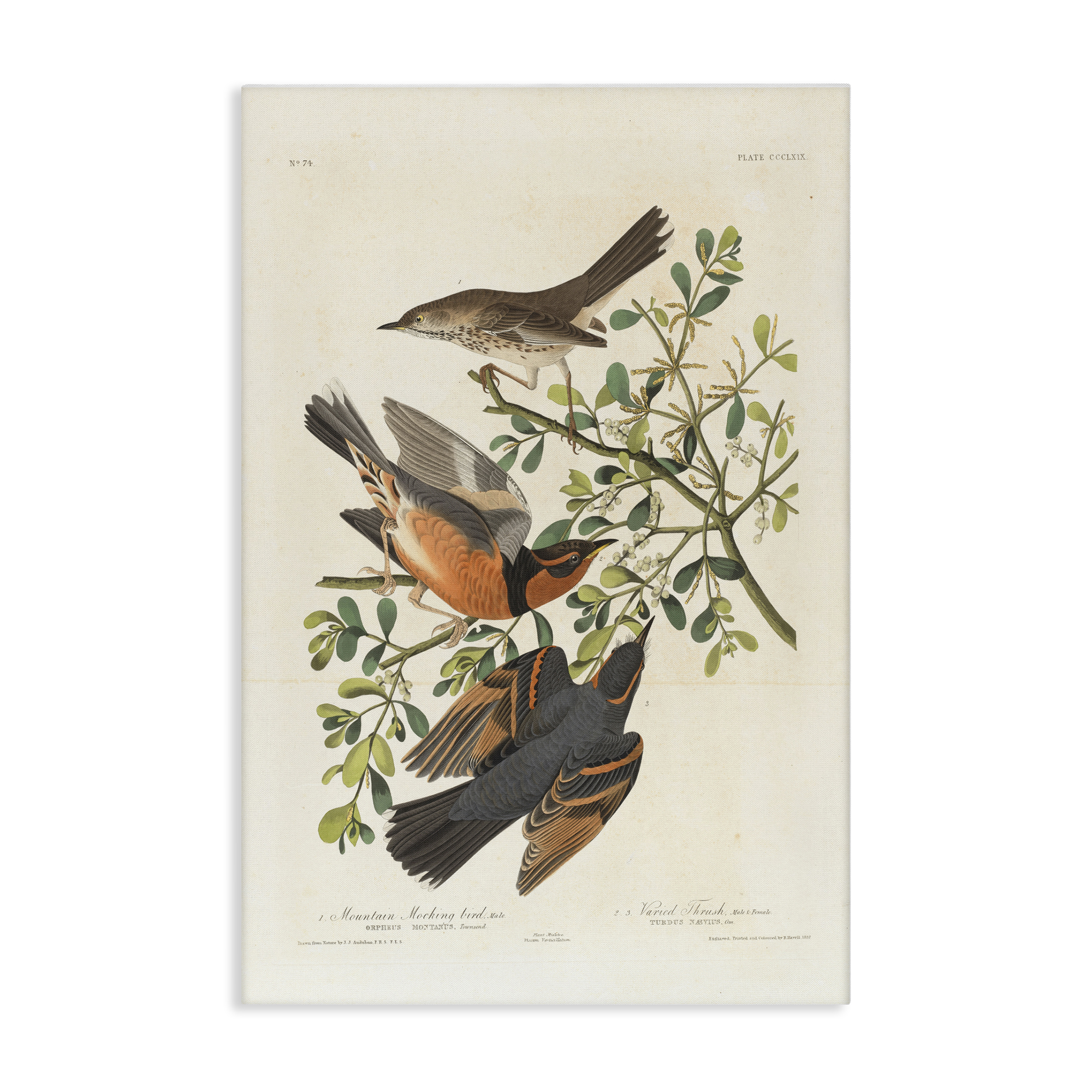 Stupell Industries Classic Audubon Bird Study Animals Painting Wrapped Canvas Art Print Wall Art, 30 x 45