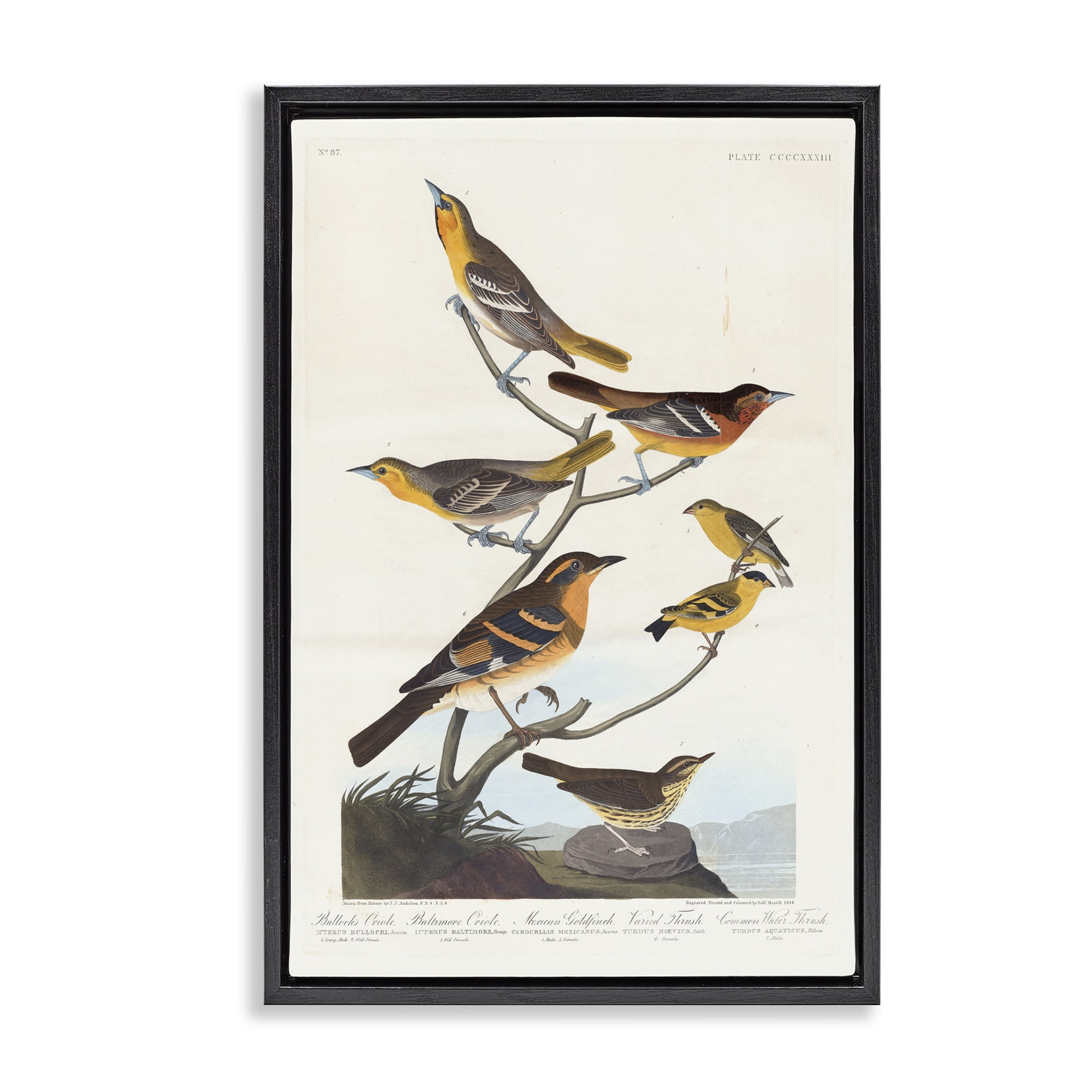 Stupell Industries Classic Bullock's Oriole Study Animals Painting Black Floater Framed Canvas Art Print Wall Art, 21 x 31