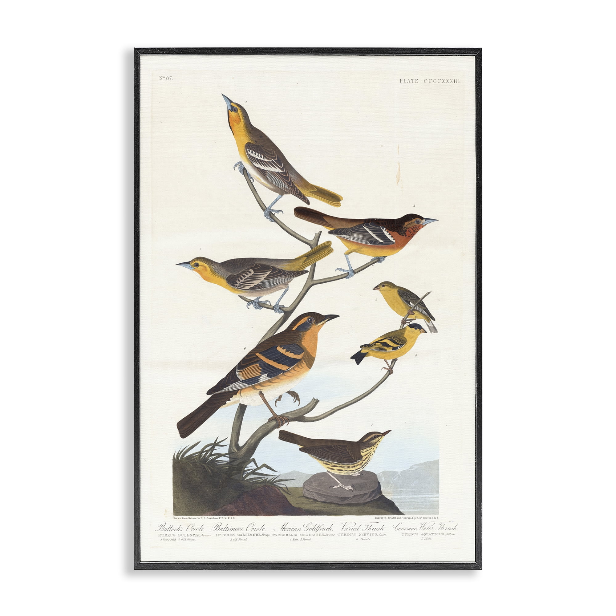Stupell Industries Classic Bullock's Oriole Study Animals Painting Black Framed Art Print Wall Art, 20 x 30