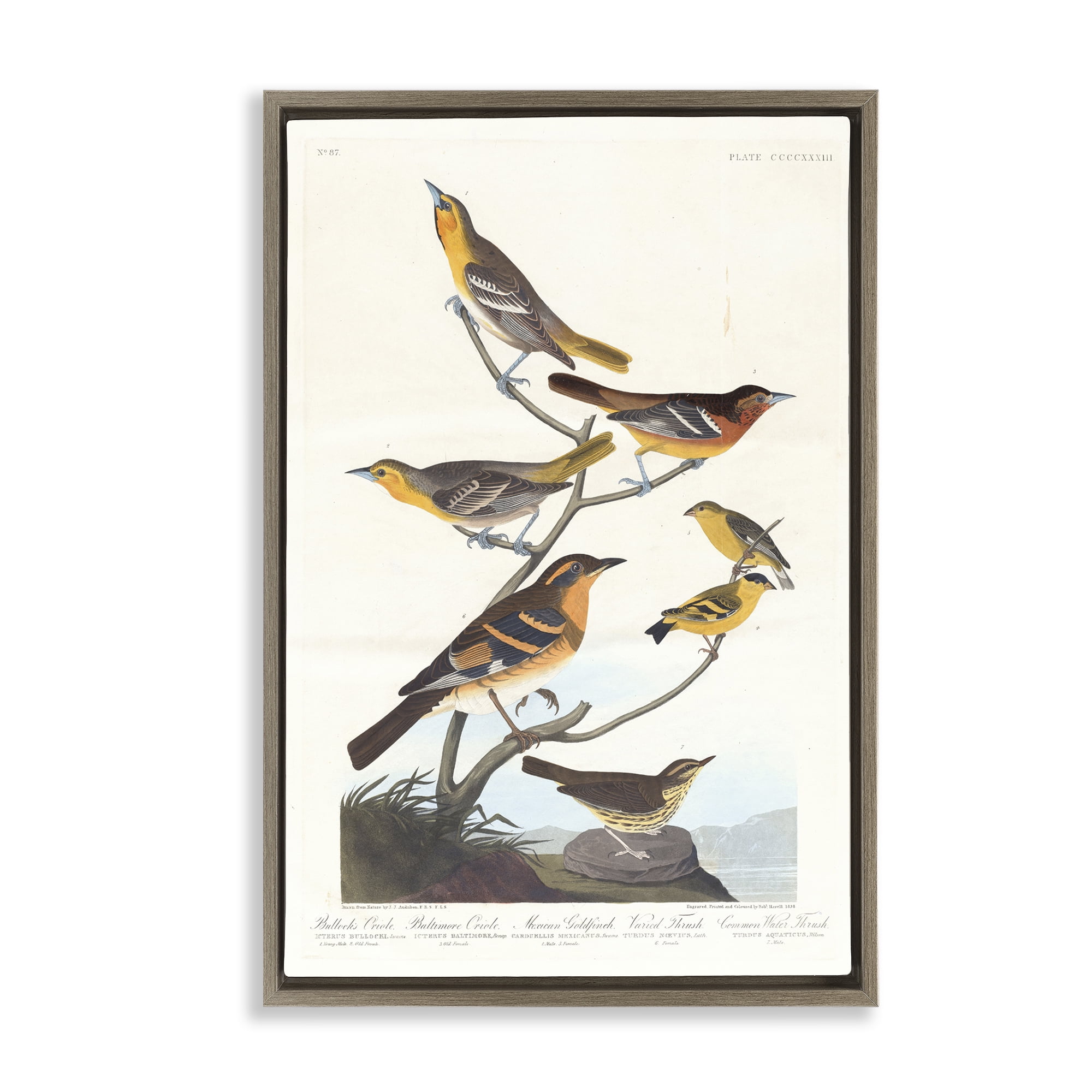 Stupell Industries Classic Bullock's Oriole Study Animals Painting Brown Floater Framed Canvas Art Print Wall Art, 21 x 31