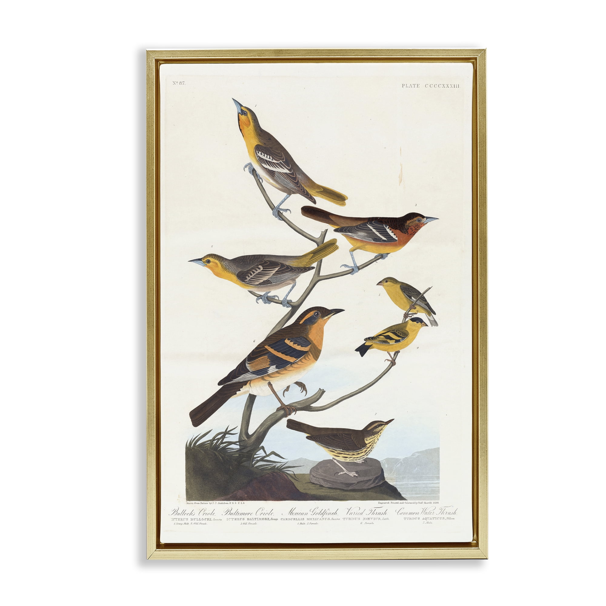 Stupell Industries Classic Bullock's Oriole Study Animals Painting Gold Floater Framed Canvas Art Print Wall Art, 21 x 31