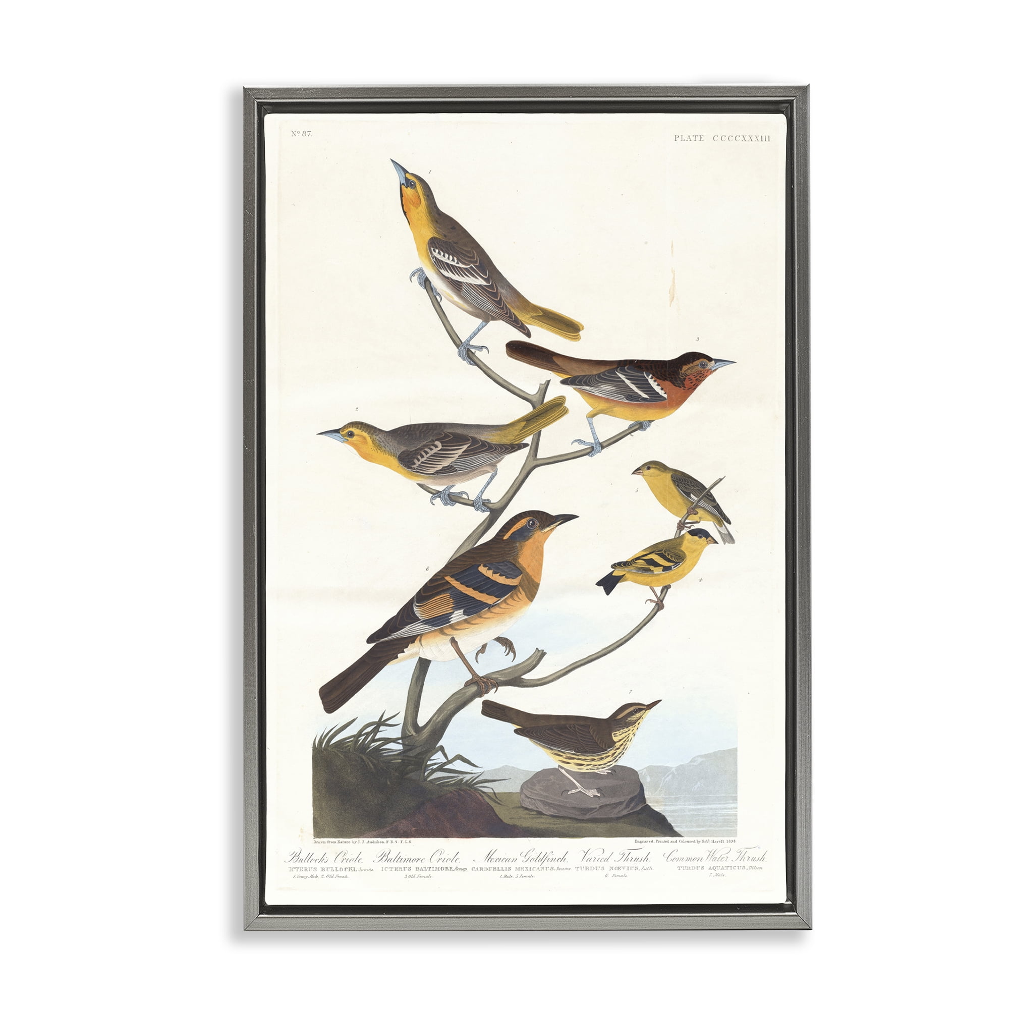 Stupell Industries Classic Bullock's Oriole Study Animals Painting Gray Floater Framed Canvas Art Print Wall Art, 17 x 25