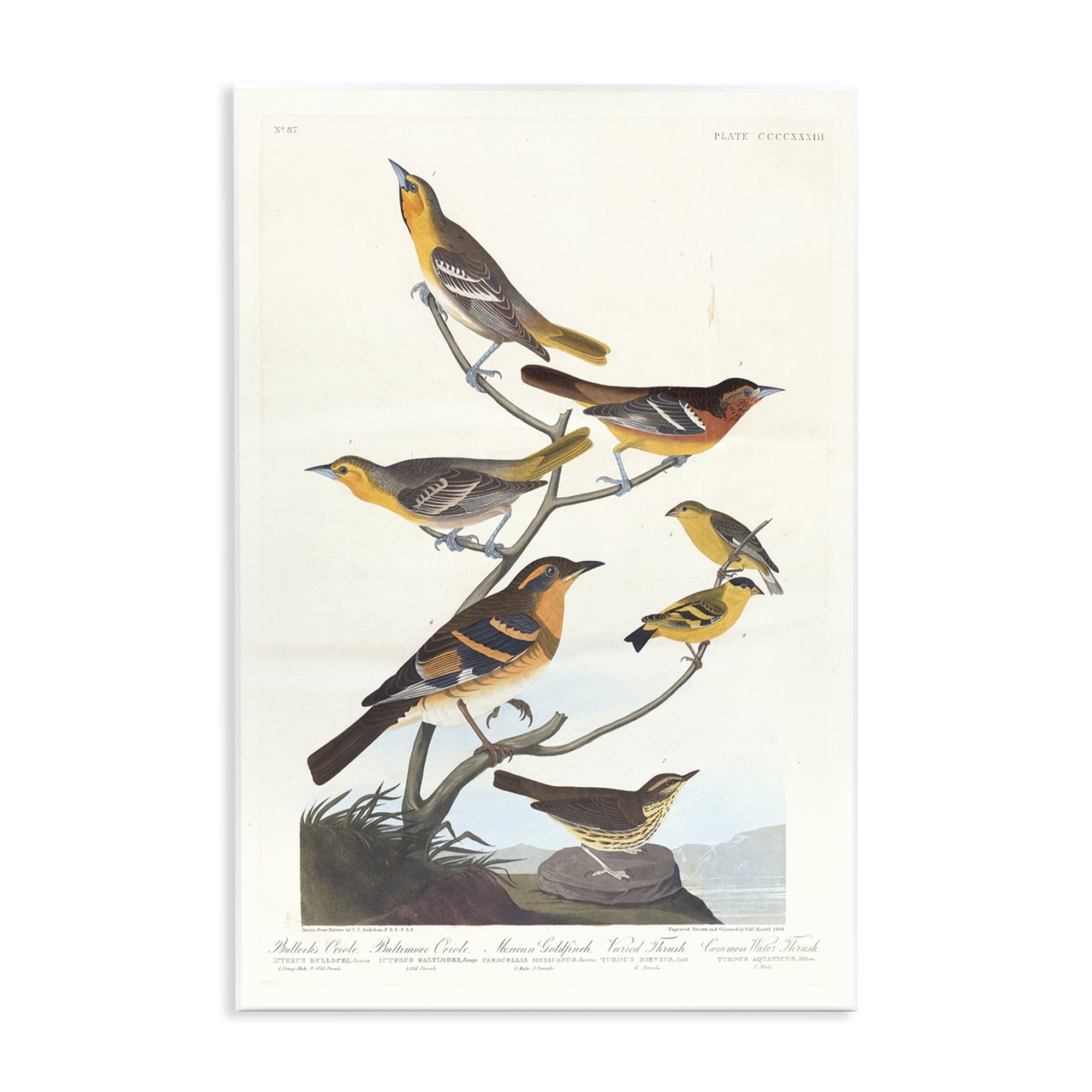 Stupell Industries Classic Bullock's Oriole Study Animals Painting Unframed Art Print Wall Art, 13 x 19