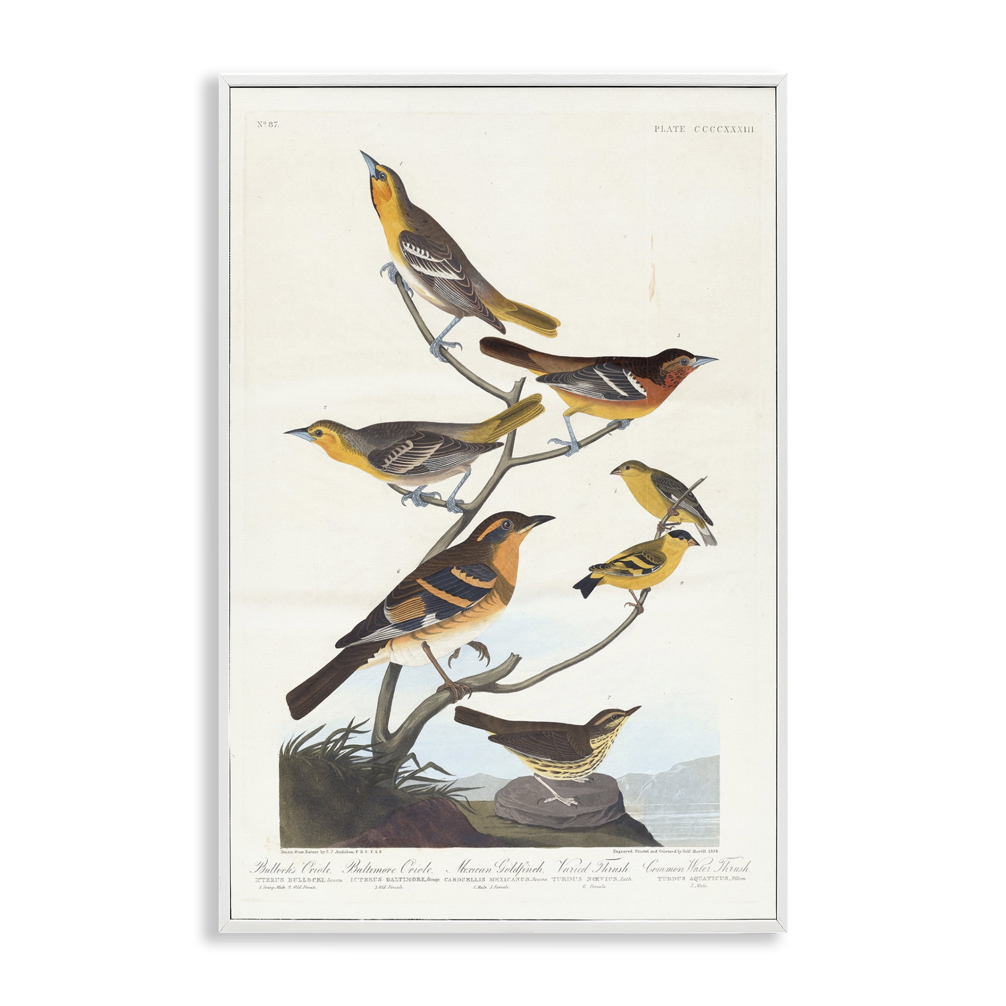 Stupell Industries Classic Bullock's Oriole Study Animals Painting White Framed Art Print Wall Art, 16 x 24