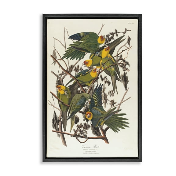 Stupell Industries Classic Carolina Parrot Study Animals Painting Black Floater Framed Canvas Art Print Wall Art, 17 x 25