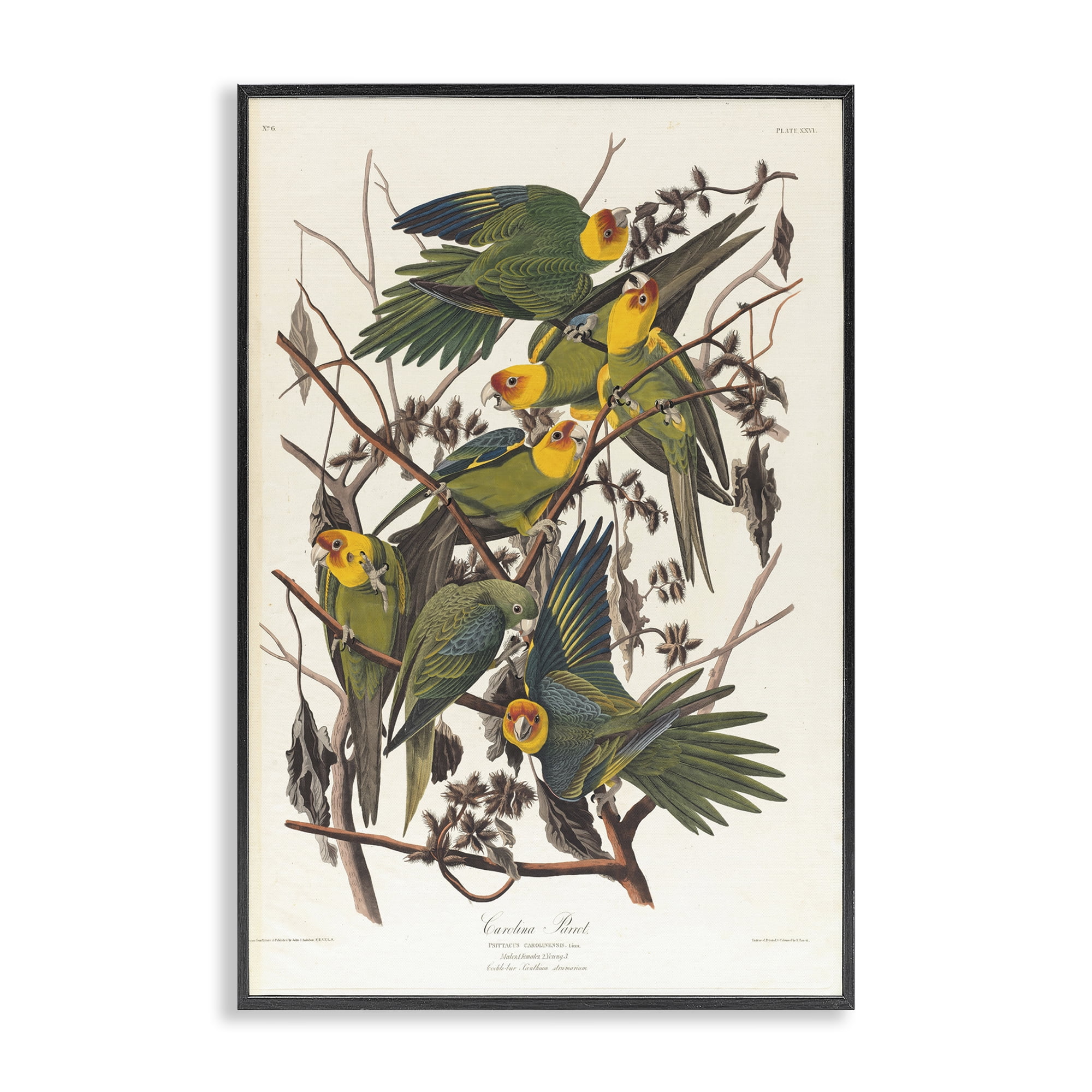 Stupell Industries Classic Carolina Parrot Study Animals Painting Black Framed Art Print Wall Art, 20 x 30