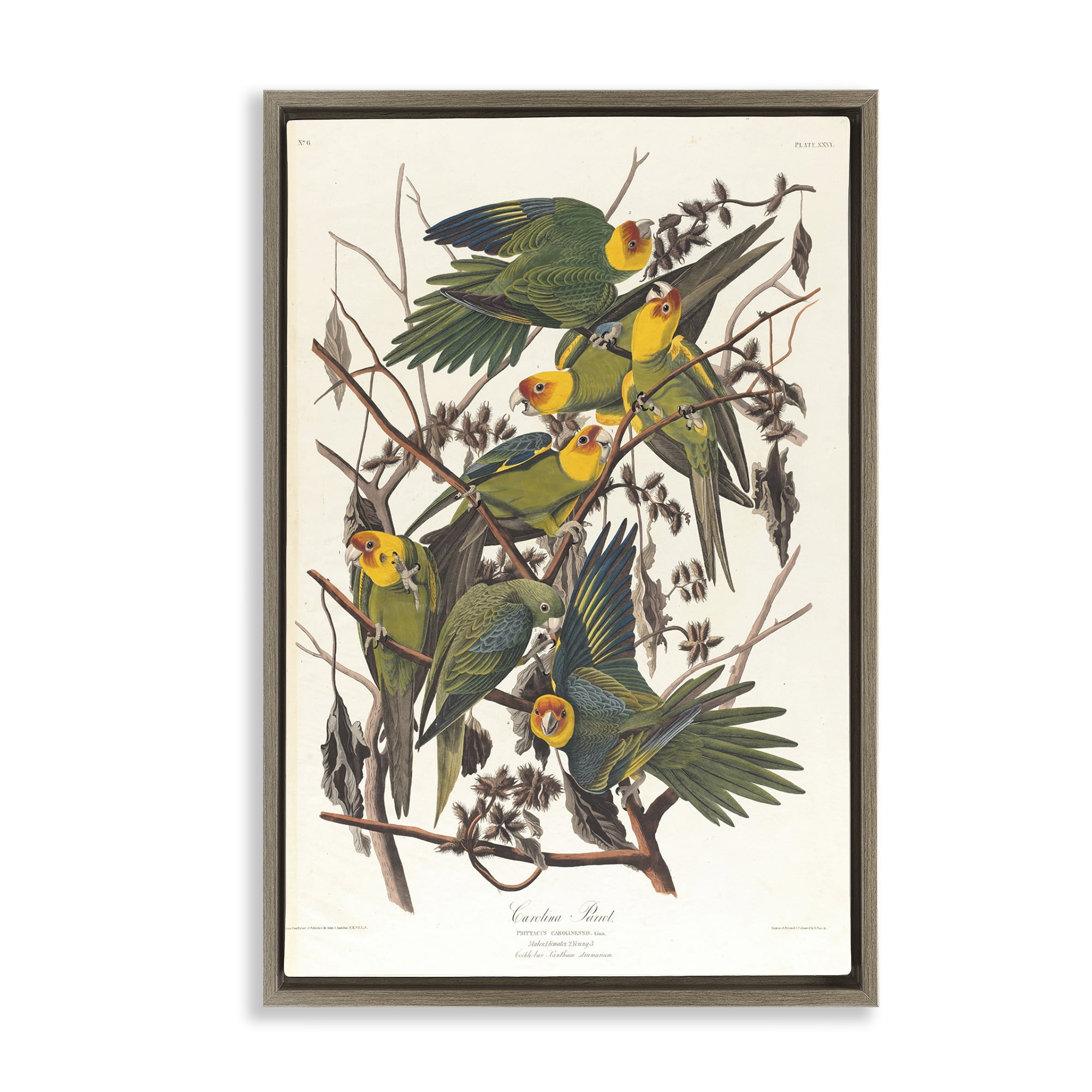 Stupell Industries Classic Carolina Parrot Study Animals Painting Brown Floater Framed Canvas Art Print Wall Art, 17 x 25