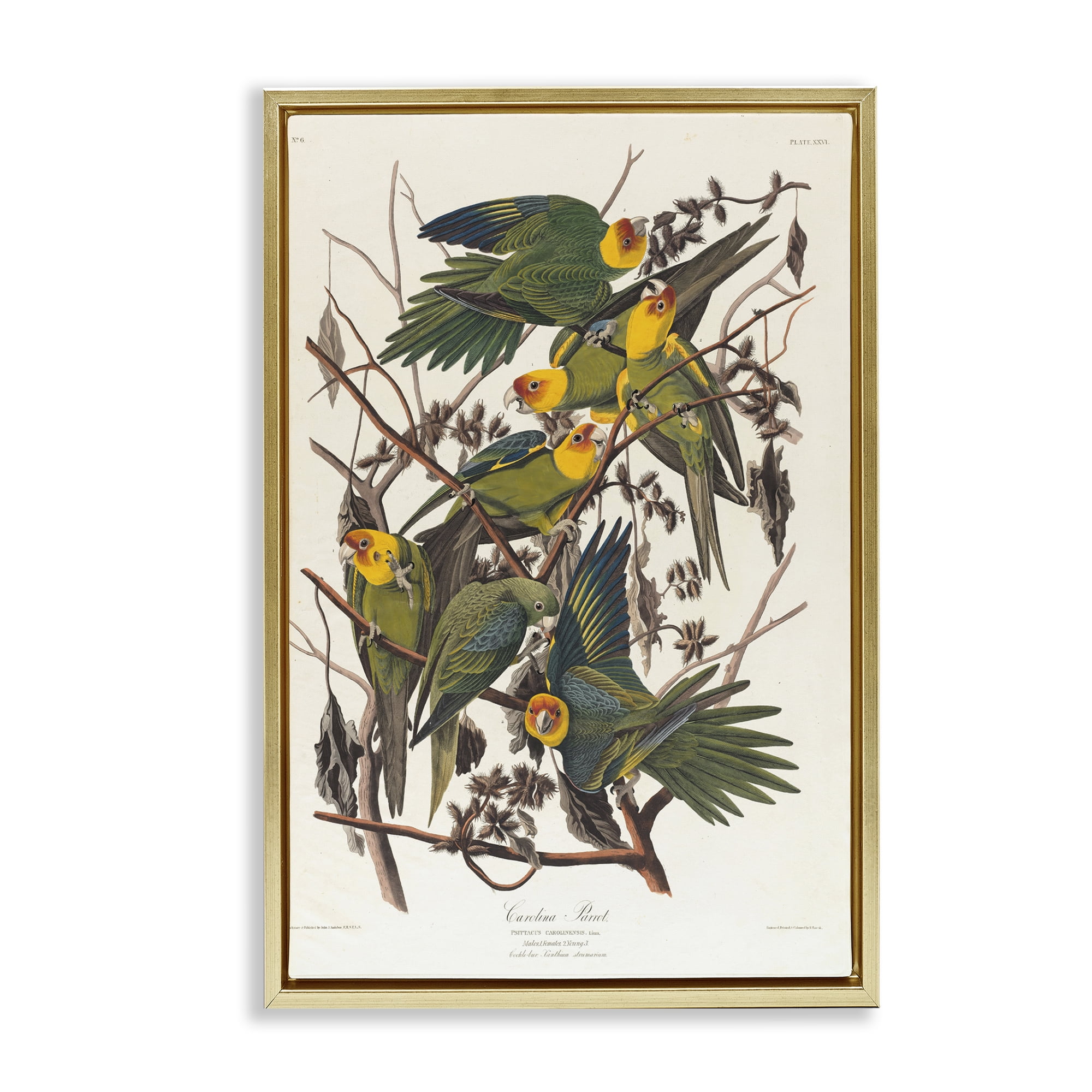 Stupell Industries Classic Carolina Parrot Study Animals Painting Gold Floater Framed Canvas Art Print Wall Art, 17 x 25