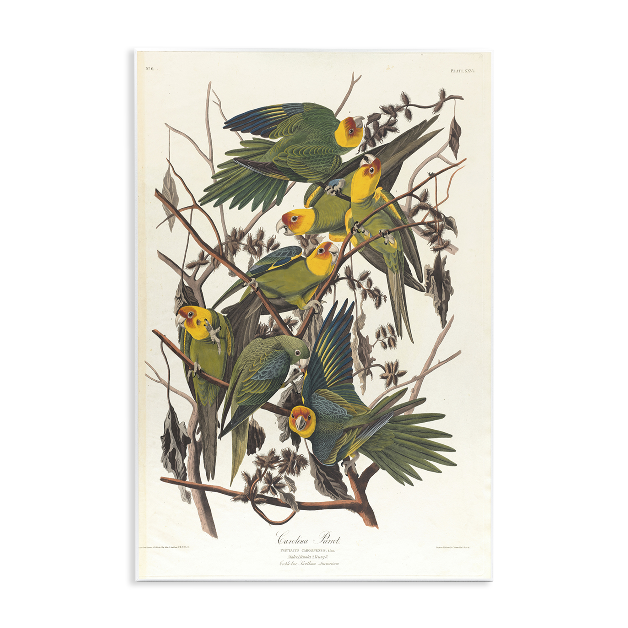 Stupell Industries Classic Carolina Parrot Study Animals Painting Unframed Art Print Wall Art, 13 x 19