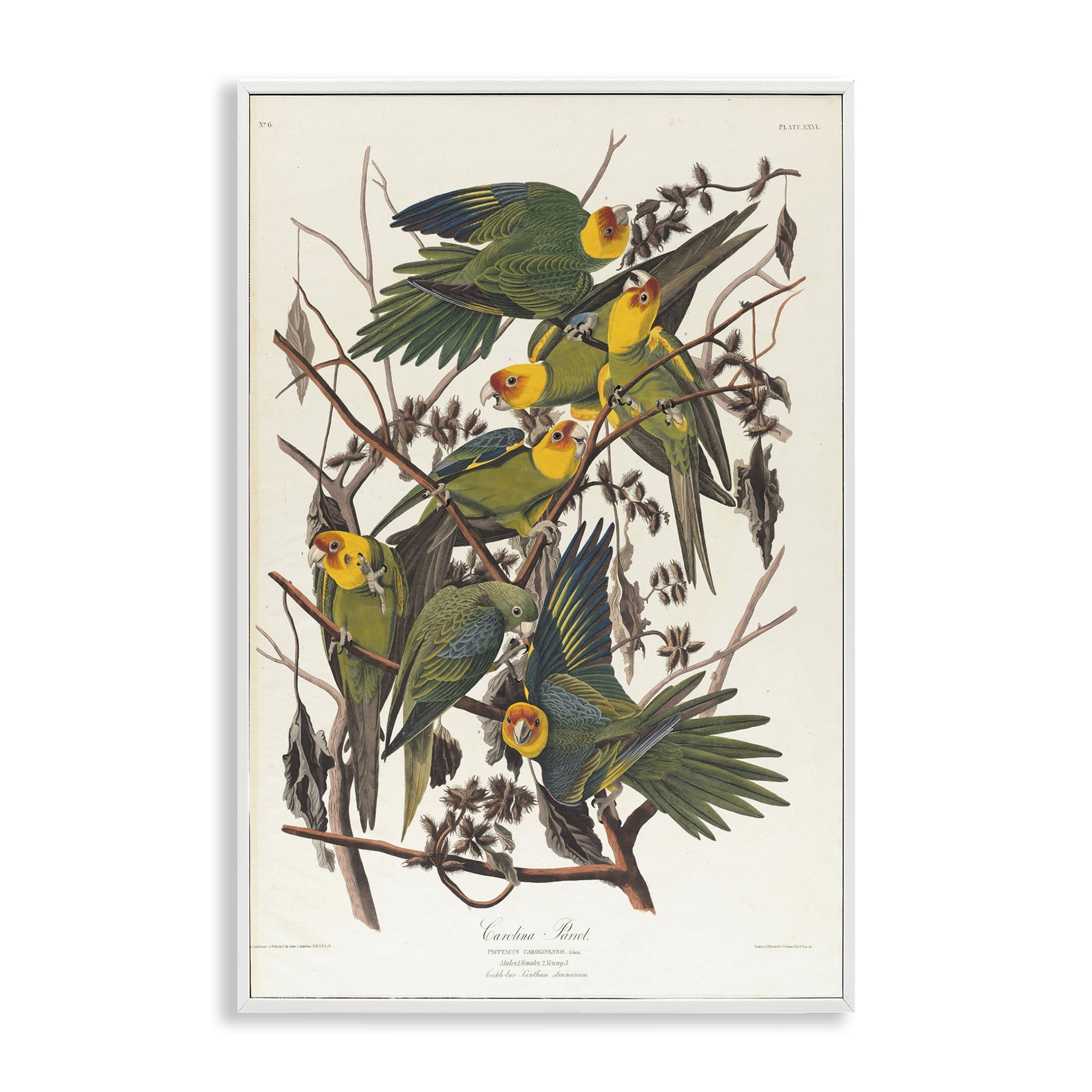 Stupell Industries Classic Carolina Parrot Study Animals Painting White Framed Art Print Wall Art, 20 x 30