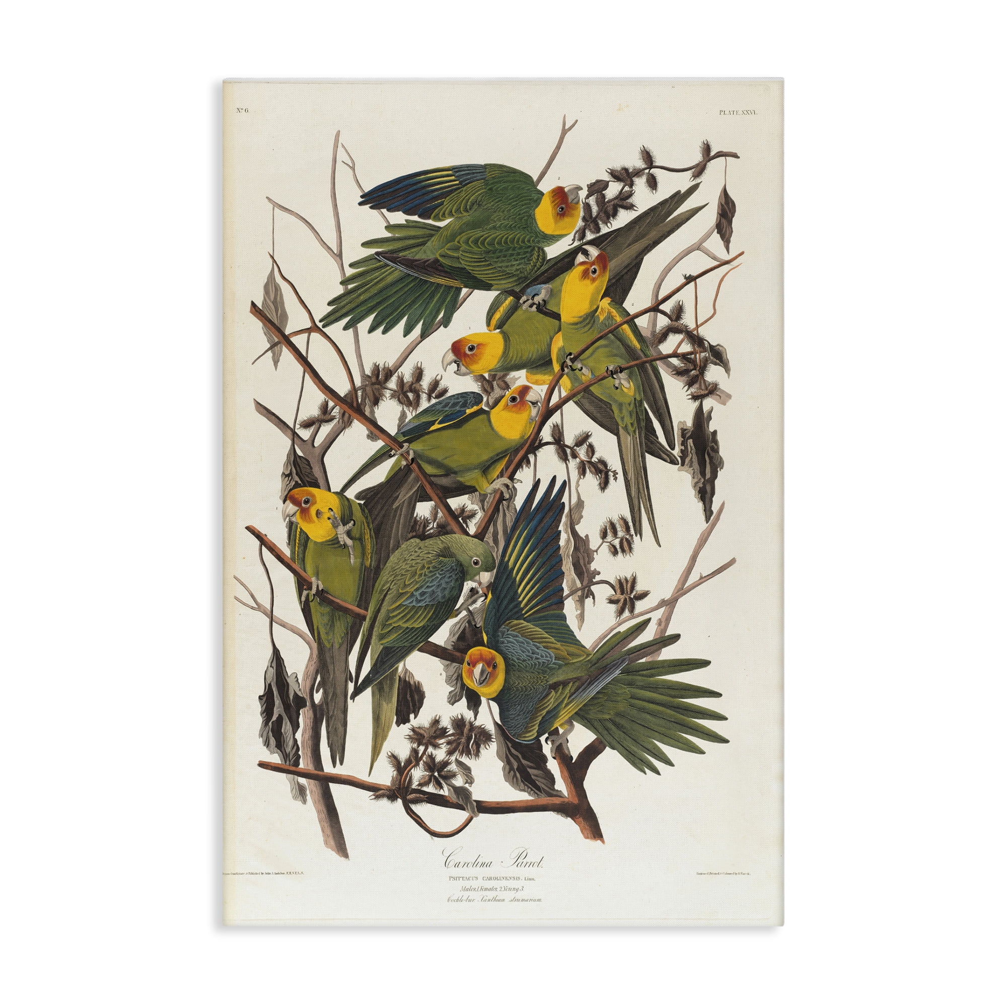 Stupell Industries Classic Carolina Parrot Study Animals Painting Wrapped Canvas Art Print Wall Art, 16 x 24